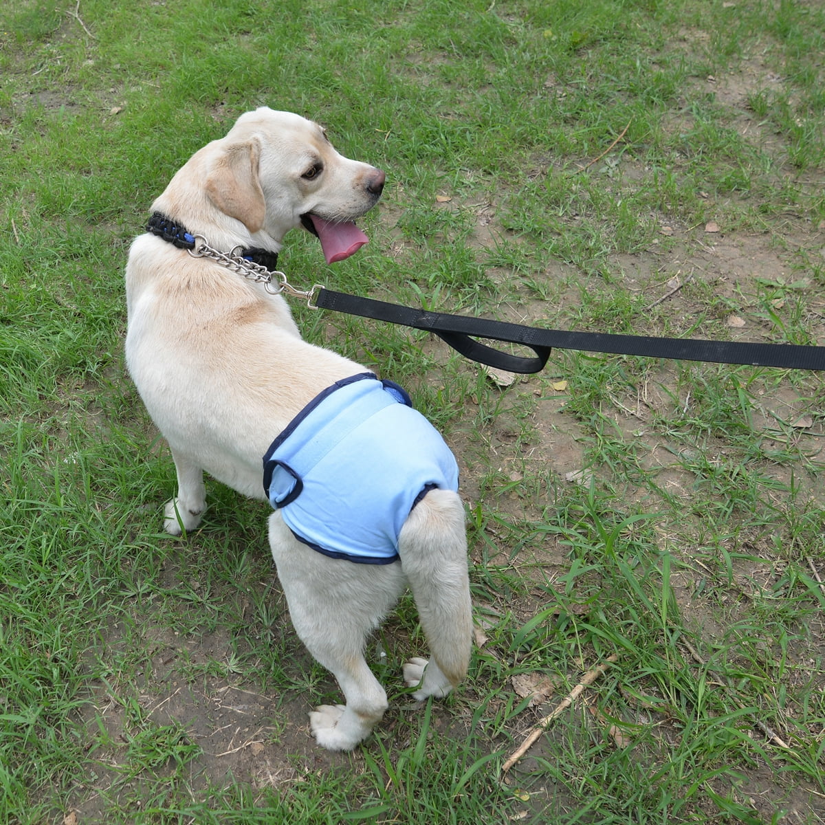 Comfortable Dog Underwear Dog Diapers Pants Male Female to Put On/Off Breathable Physiological Pants Reusable Sanitary Panties for Small to Large Dogs Pet (1pcs, Pink, XL) L Blue - Image 5