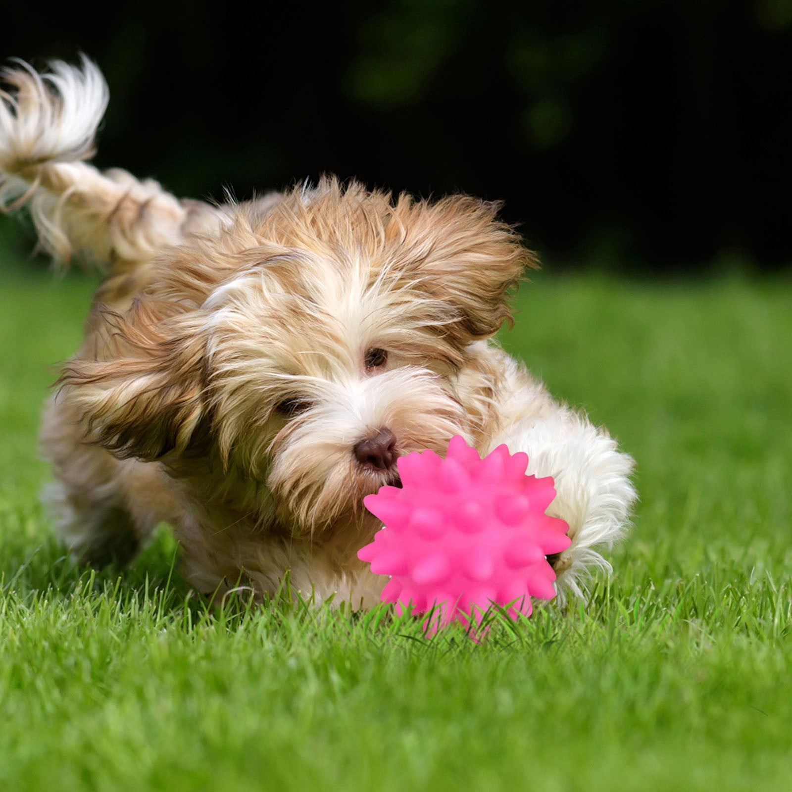 Darzheoy Squeaky Fetch Spike Balls Toys for Pet Small Dogs Puppy Rubber 2 Pack Bright Colors Chew Teething Toys Pet Squeaky Chewing Balls (Random) Multicolor - Image 6