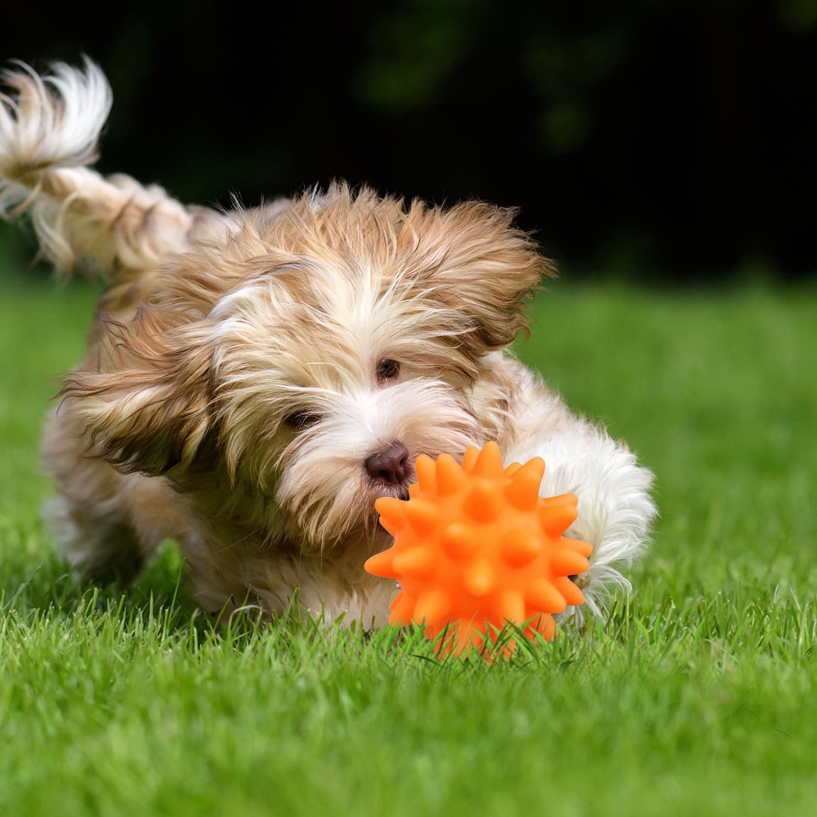 Darzheoy Squeaky Fetch Spike Balls Toys for Pet Small Dogs Puppy Rubber 2 Pack Bright Colors Chew Teething Toys Pet Squeaky Chewing Balls (Random) Multicolor - Image 8