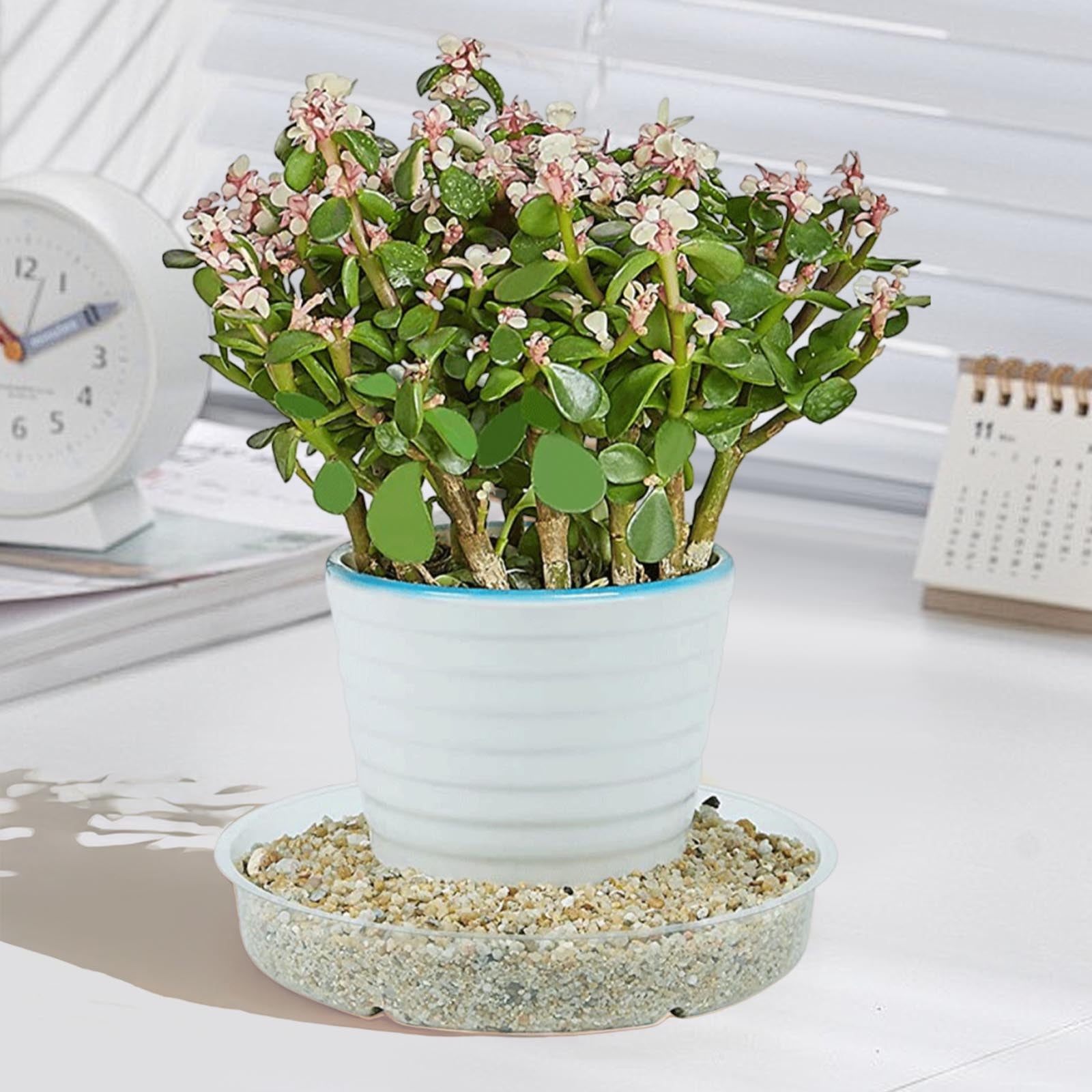 Darzheoy 5 Pack Clear Plastic Plant Saucers Drip Trays Plant Plate Dish for Indoor Planters Flower Pots, 10 inch B - Image 4