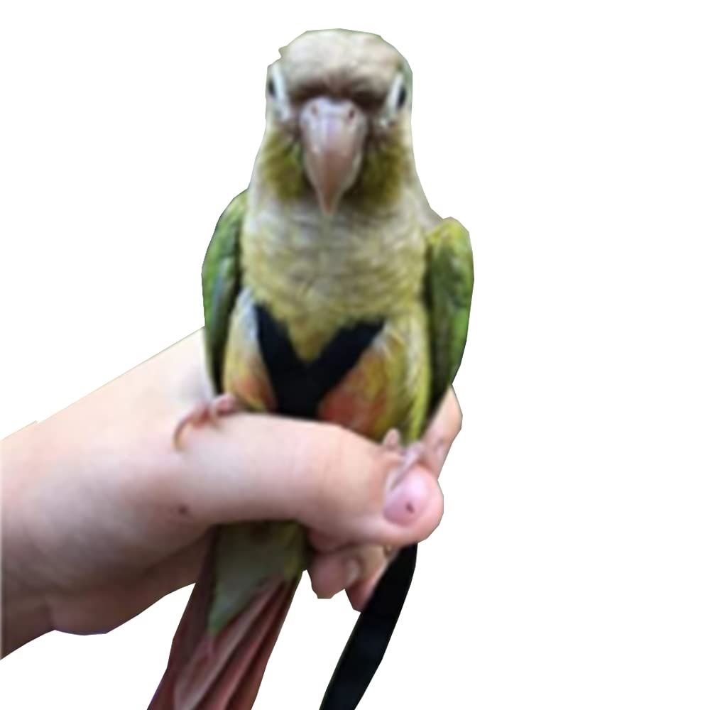 Adjustable Birds Harness and Leash Parrot Harness Leash Training Supplies Pet Anti-bite Outdoor Flying Rope (M, Black) - Image 4