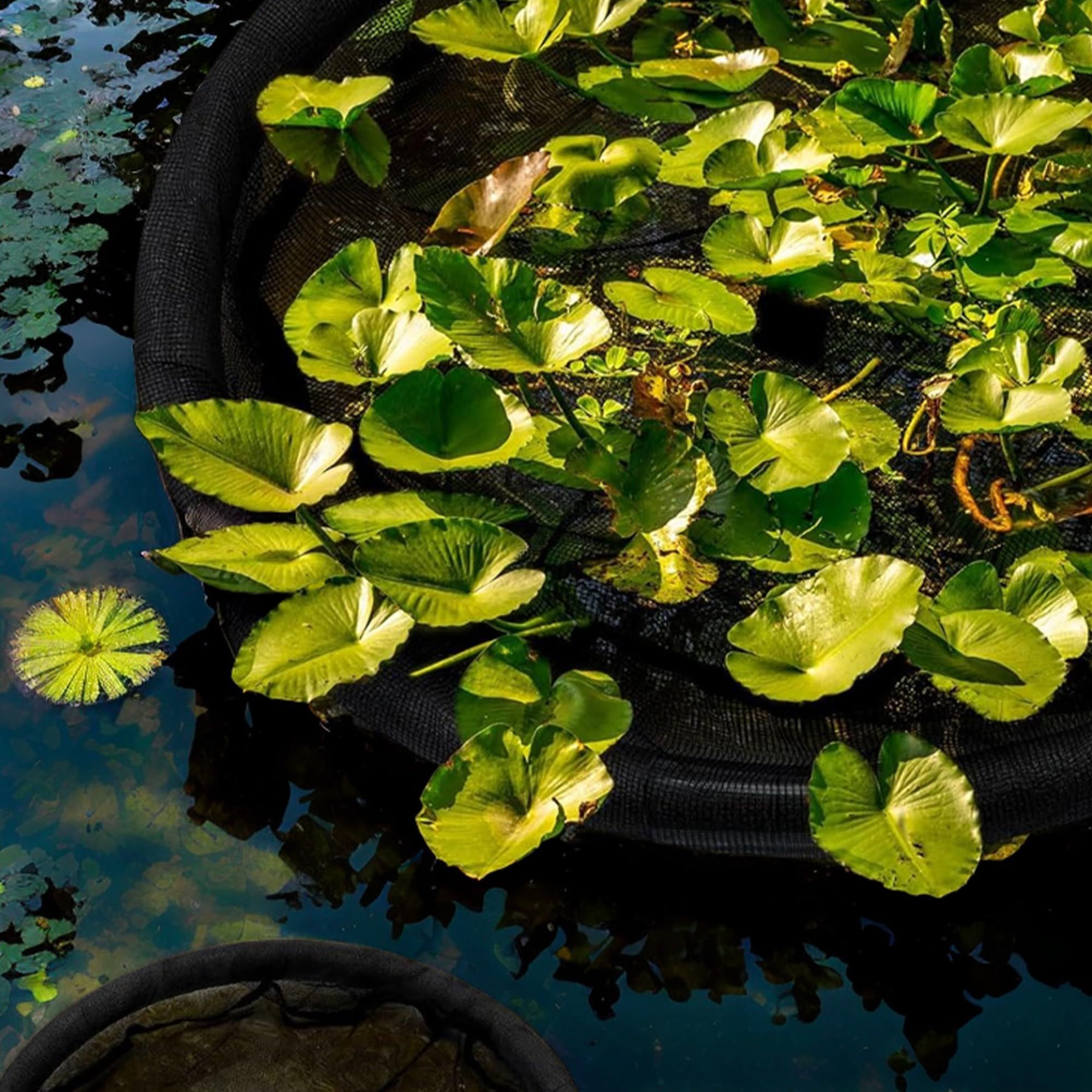1Pack Floating Flora Fish Barrier Floating Island Plant Protector Round Floating Flora Island for Pond Protects Your Floating Plants from Pond Fish（black 45cm） - Image 3