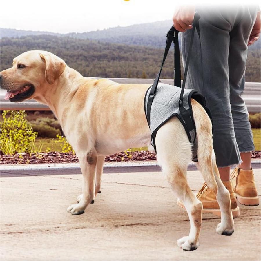 Dog Lift Harness, Dog Sling for Medium Large Dogs, Adjustable Dog Support Harness for Back Legs, Comfy Design Pet Harness with Padded for Elderly, Injured, Arthritic, Senior, Disabled Dogs（L） - Image 3