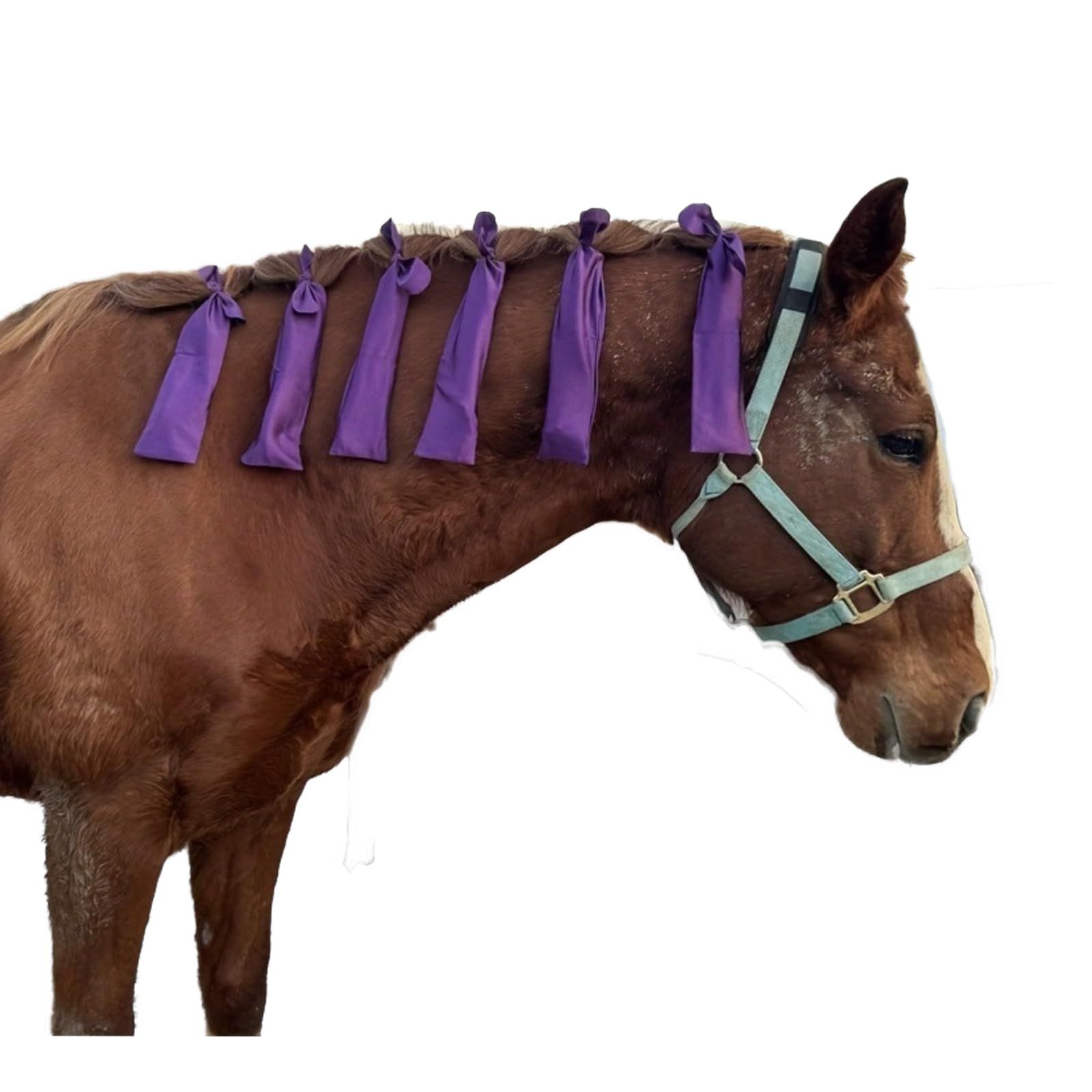 Protect Horse's Mane from Wind, Sun & Mud - Prevents Tangles, Rubbing Out and Breakage - Made with Nylon - Easy to Use and Washable - Set of 8  Purple; - Image 1