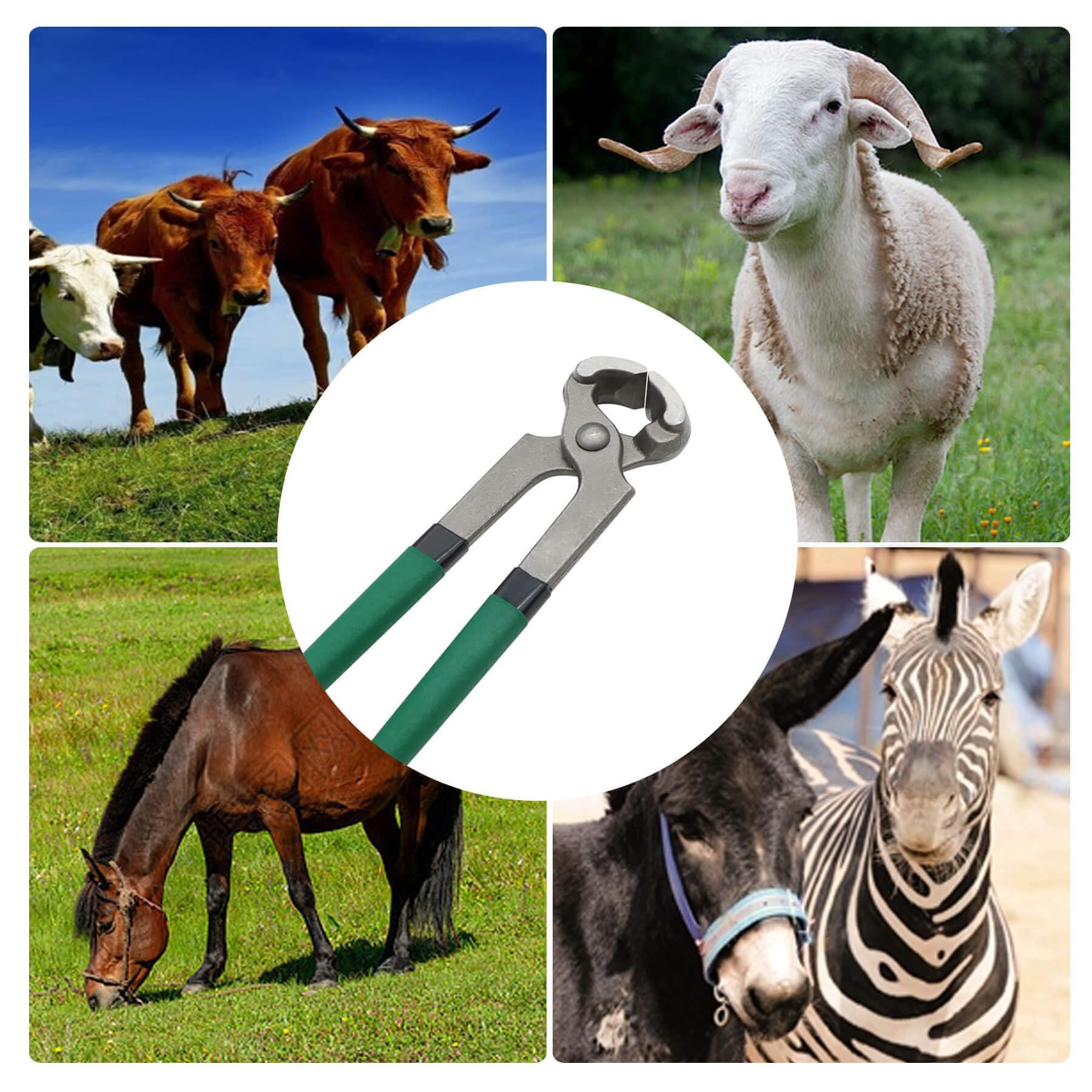 Goats Hoof Nipper 8