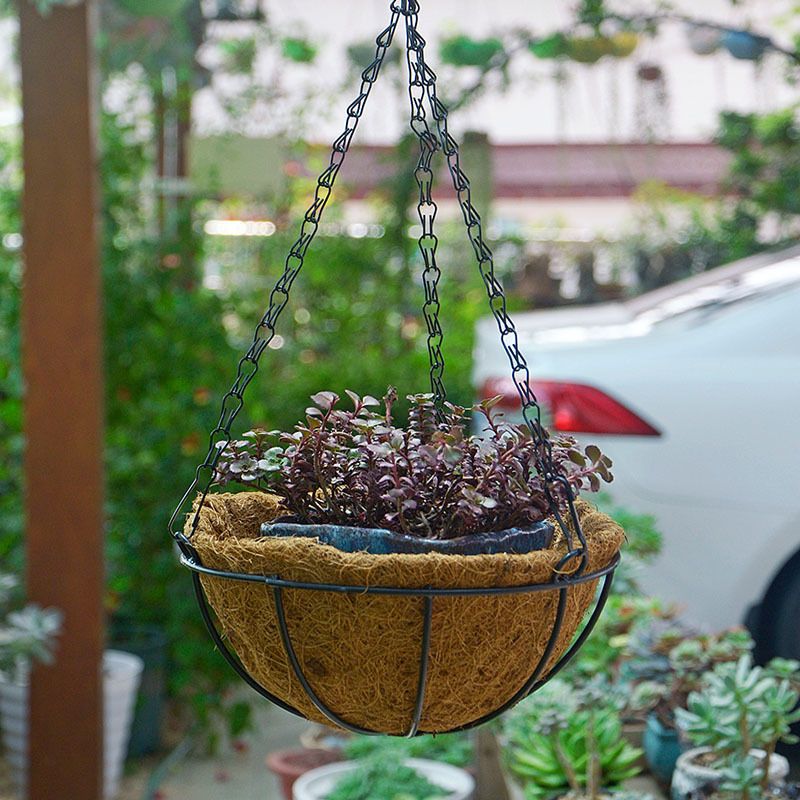 Series Hanging Basket, 8-Inch with Chain Metal Hanging Baskets for Plants Outdoor Hanging Flower Pots Outdoor Decorative Round Wire Plant Holder - Image 2
