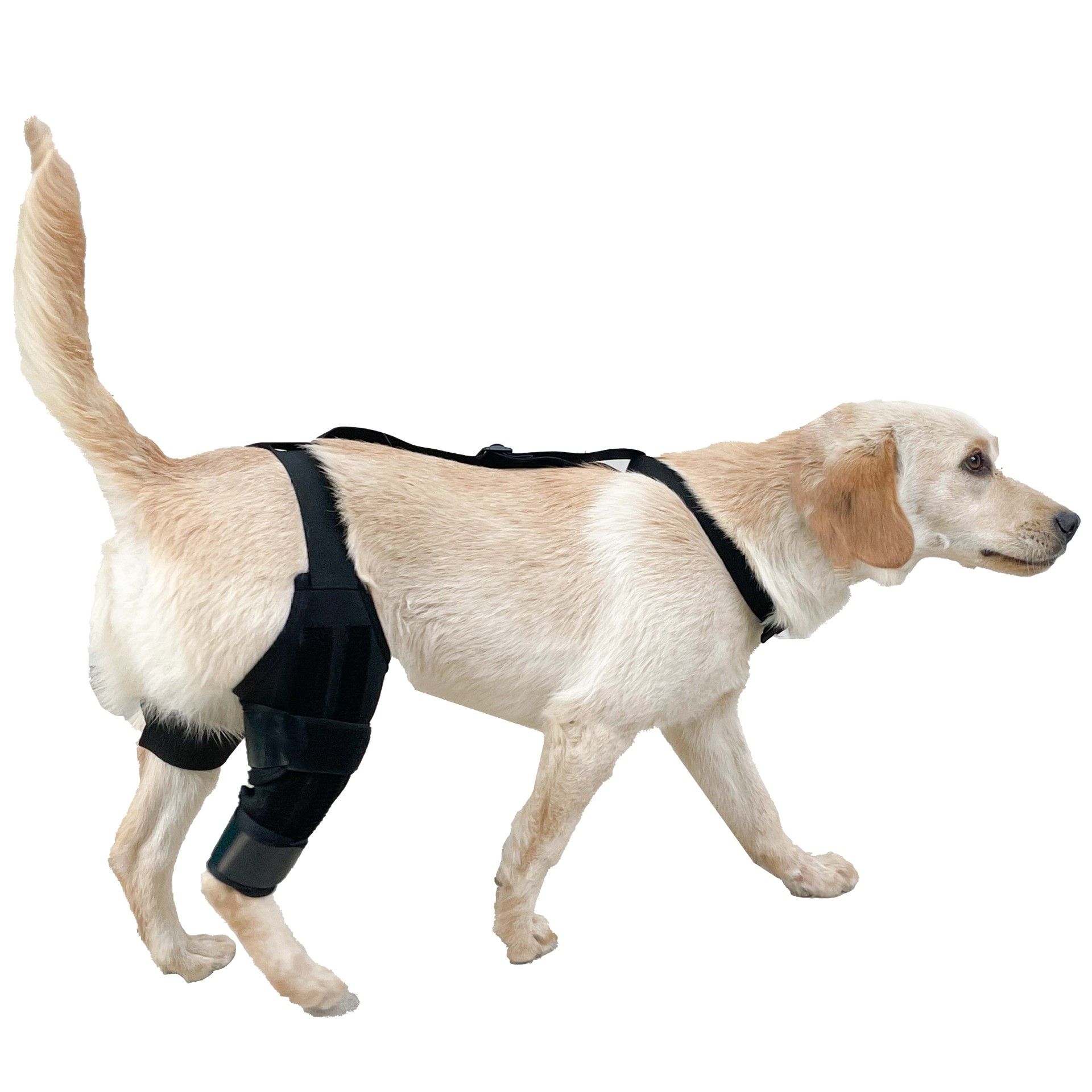 Dog Knee Brace Dog Brace Hind Leg Dog Knee Brace with Extra Collar and Support Treats Kneecap Dislocation Arthritis（S） - Image 2