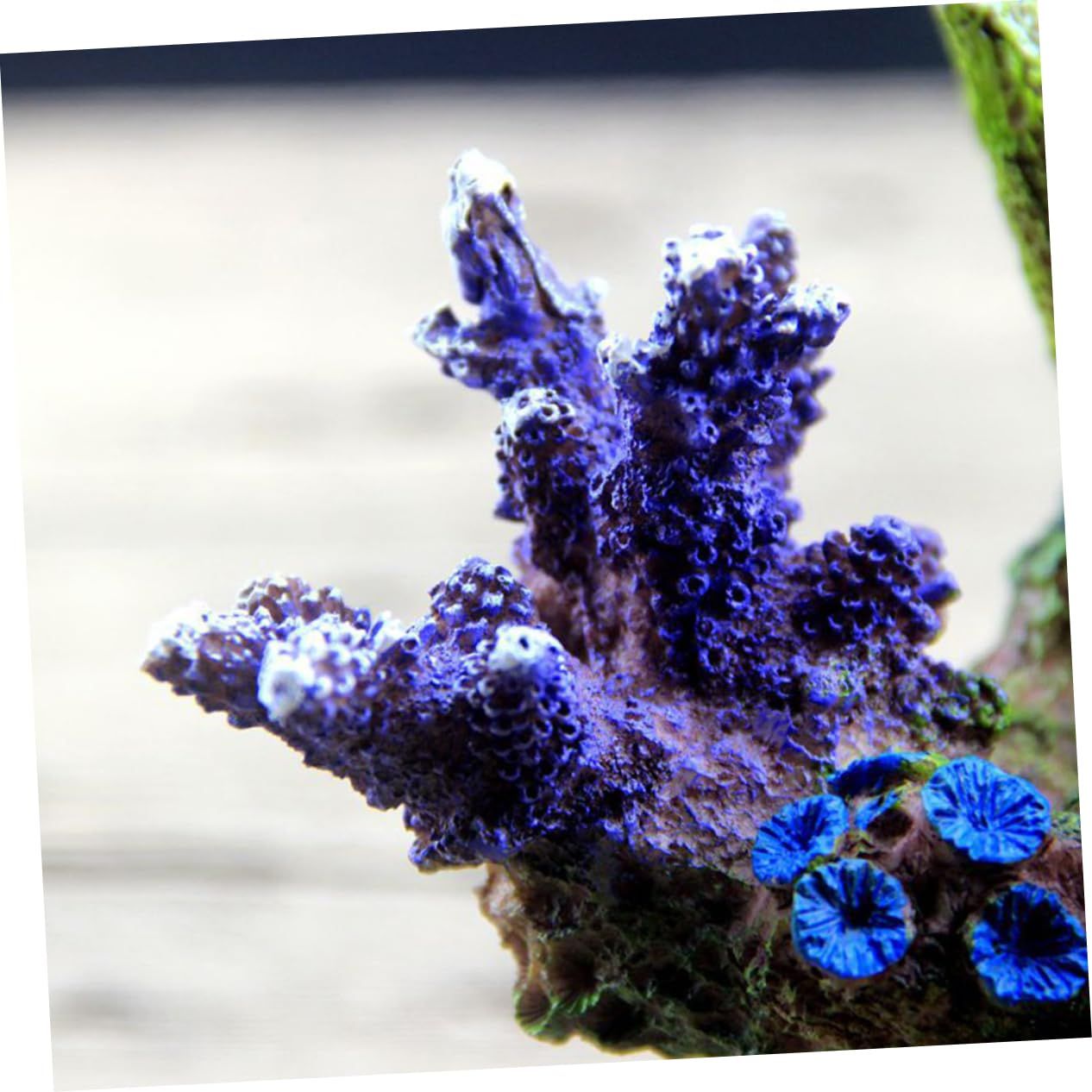 1pc Simulative Coral Reef Aquarium Decoration Fish Tank Ornament for Underwater Landscape and Design for Fish Shelter and Entertainment - Image 2