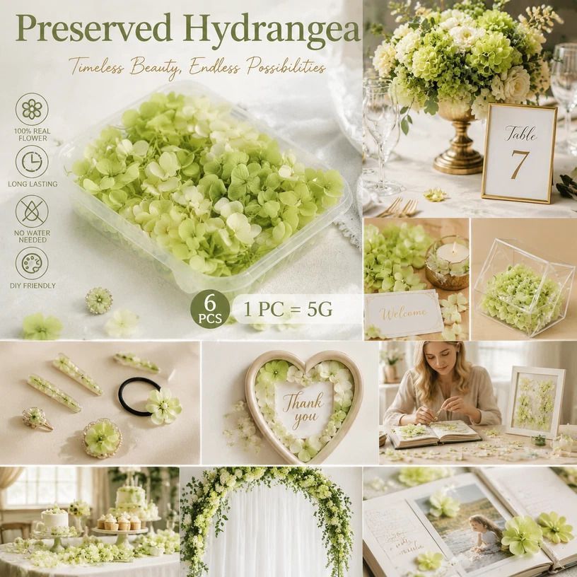 Pale Green Champagne Preserved Hydrangea Gradient DIY Supply Bundle 6 Pack - Image 1