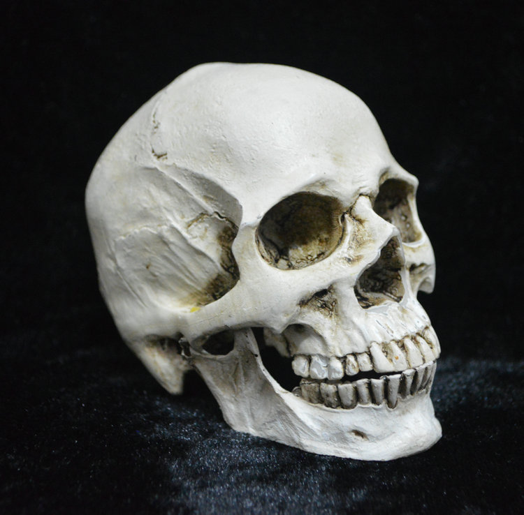 Life-size Replica of Realistic Human Skull, Head Bone Model, Anatomy White Resin Skull High Precision Teaching Tool Halloween Decor - Image 1
