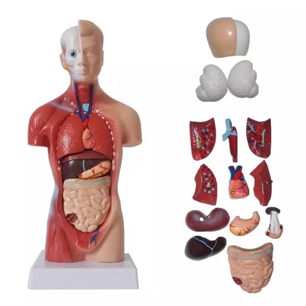 Unisex Human Torso Body Anatomy Anatomical Model Internal Organs A 28CM - Image 1