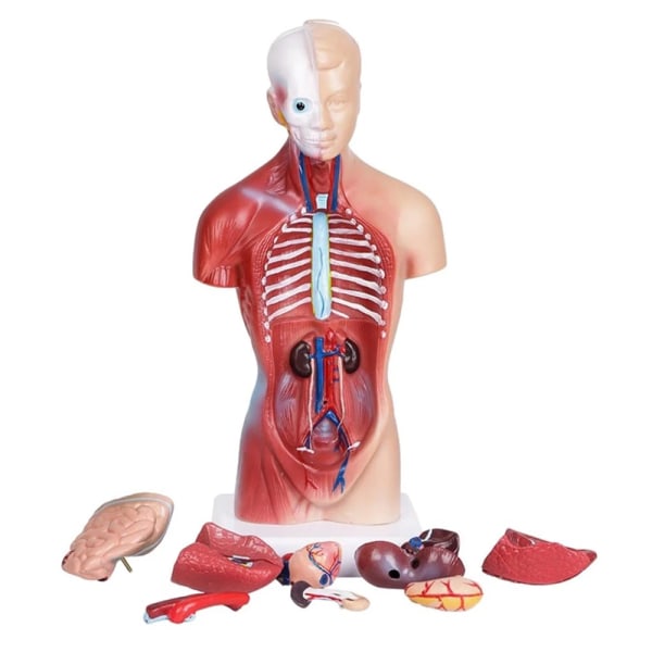 Unisex Human Torso Body Anatomy Anatomical Model Internal Organs A 28CM - Image 2