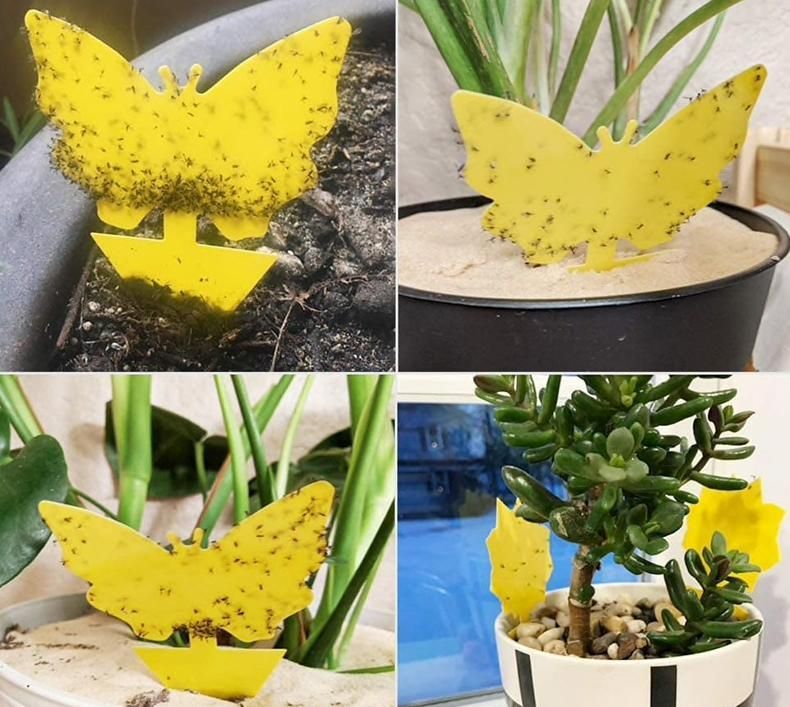 20-pack Fly Trap Flycatchers, Effective Butterfly Control - Image 1