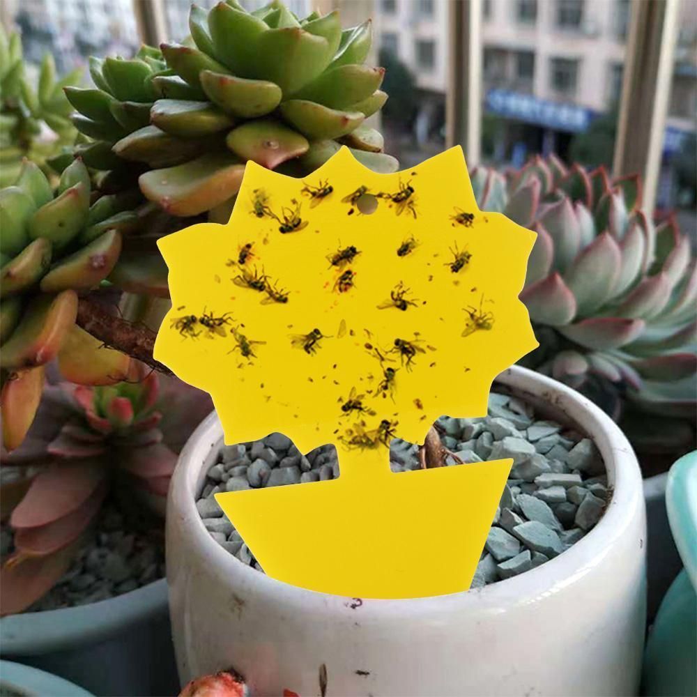 20 Pack Flycatchers, Fly Trap, Cute and Effective Die - Image 4