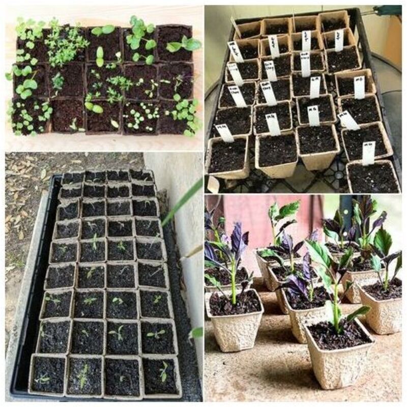 120 Pieces Biodegradable Seedling Pots, Biodegradable Pots, Biodegradable Seedling Pots for Seedlings, for Seedling Herbs, Flowers, Vegetables - Image 2