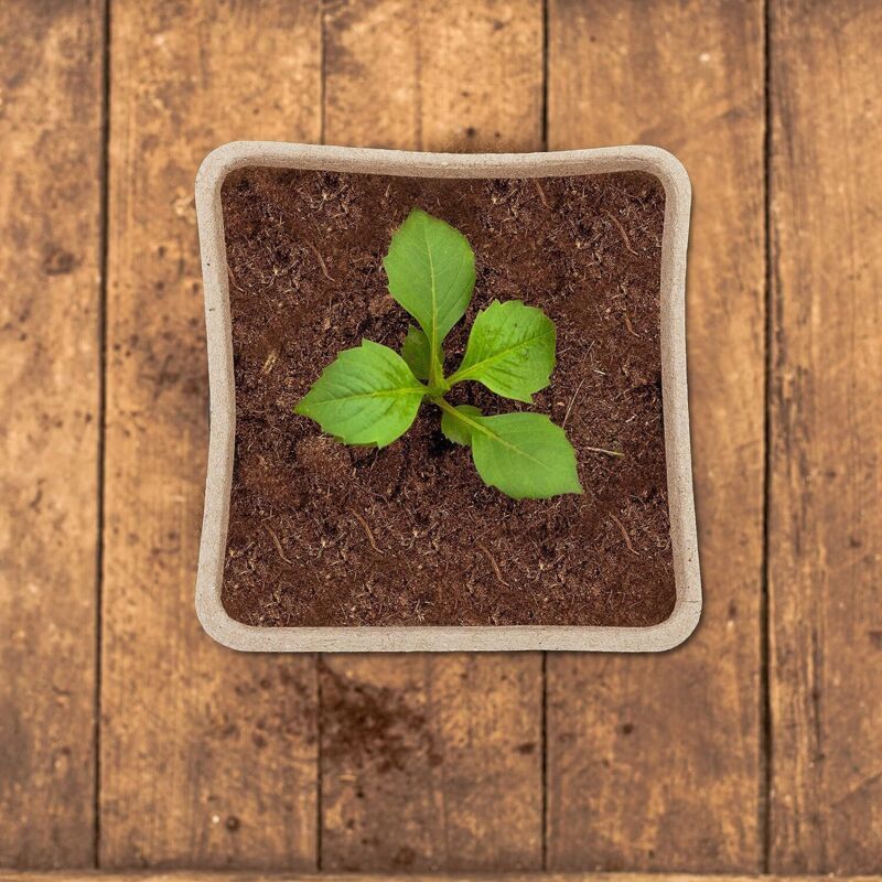 120 Pieces Biodegradable Seedling Pots, Biodegradable Pots, Biodegradable Seedling Pots for Seedlings, for Seedling Herbs, Flowers, Vegetables - Image 3