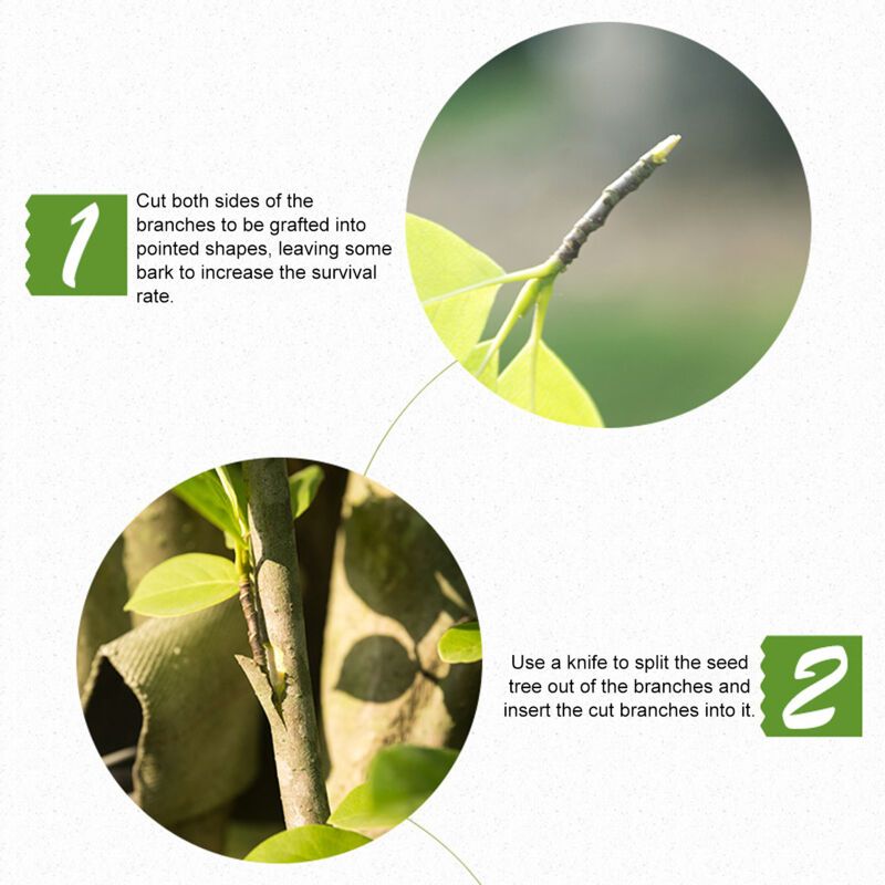 Grafting Tape Garden Tree Stretch Film Self-Adhesive Waterproof for Fruit Trees - Image 3