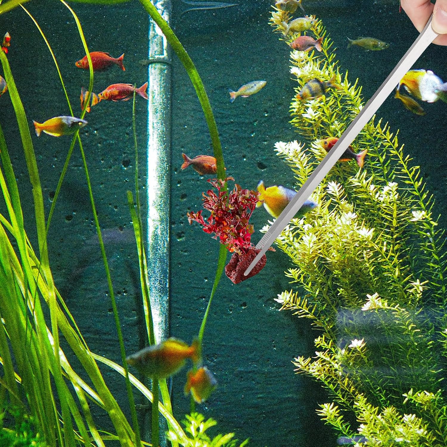 2PCS Long Aquarium Tweezers - 10.6