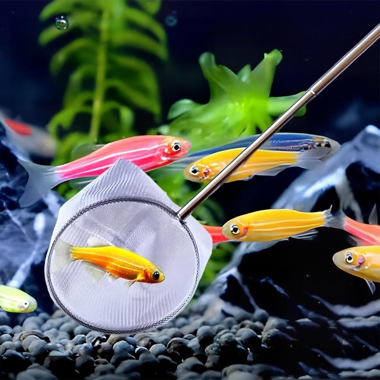 2-Pack Aquarium Fish Net - 3.3In & 2.6in Fishes Tank Shrimp Net Debris Cleaning Tools - Fast-Dry Mesh Scoop with Extendable Handle - Small Fish Net for Fish Tank for Shrimp & Bettas - Image 4