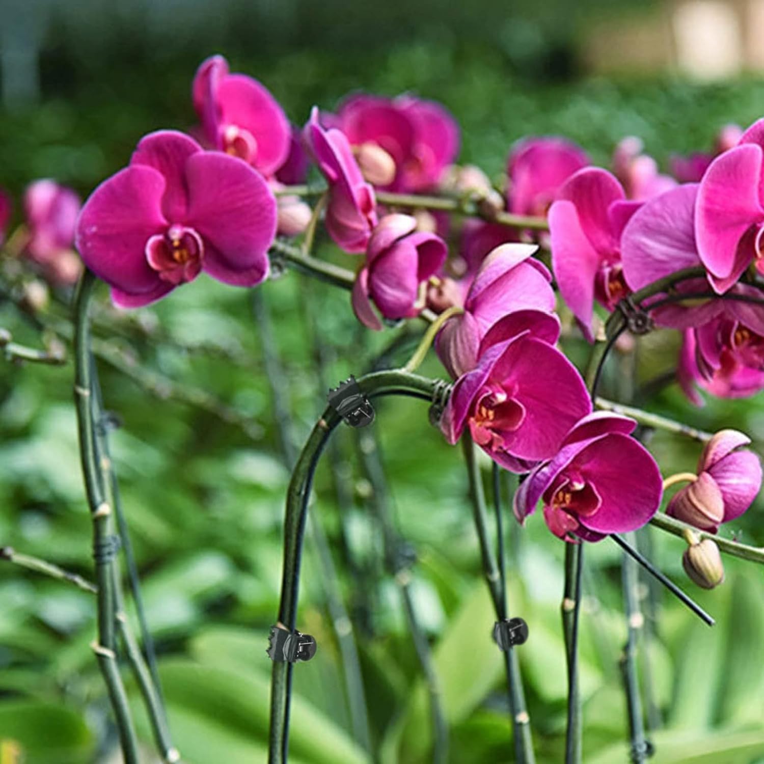 100 Pcs Plant Clips Orchid Clips Plants Orchid Support Clips Flower Vine Clips for Supporting Stems Vines Stalks Climbing Plant Grow Upright - Image 6
