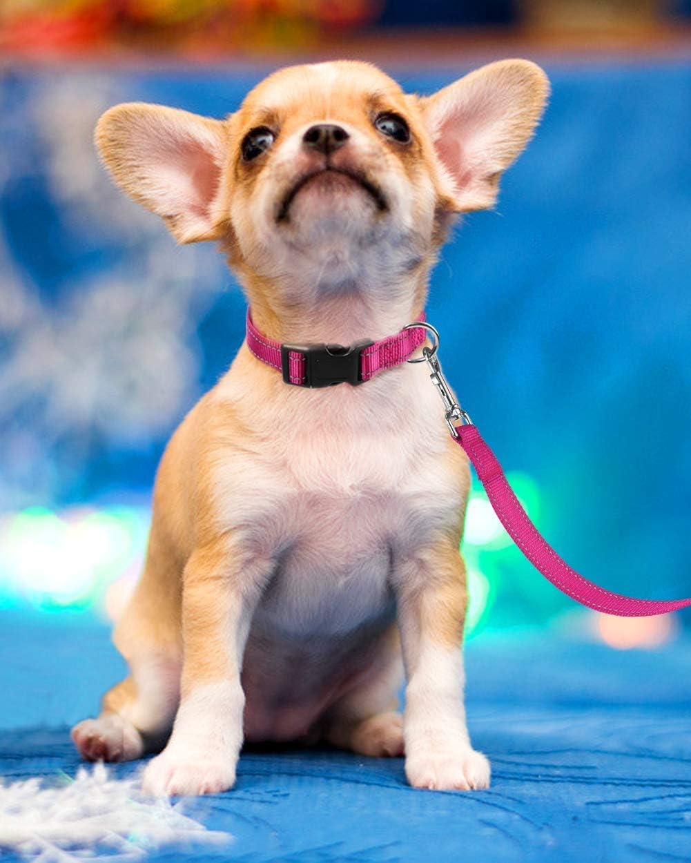 Reflective Dog Collar with Buckle Adjustable Safety Nyl Collars for Small Medium Large Dogs, Pink S - Image 8