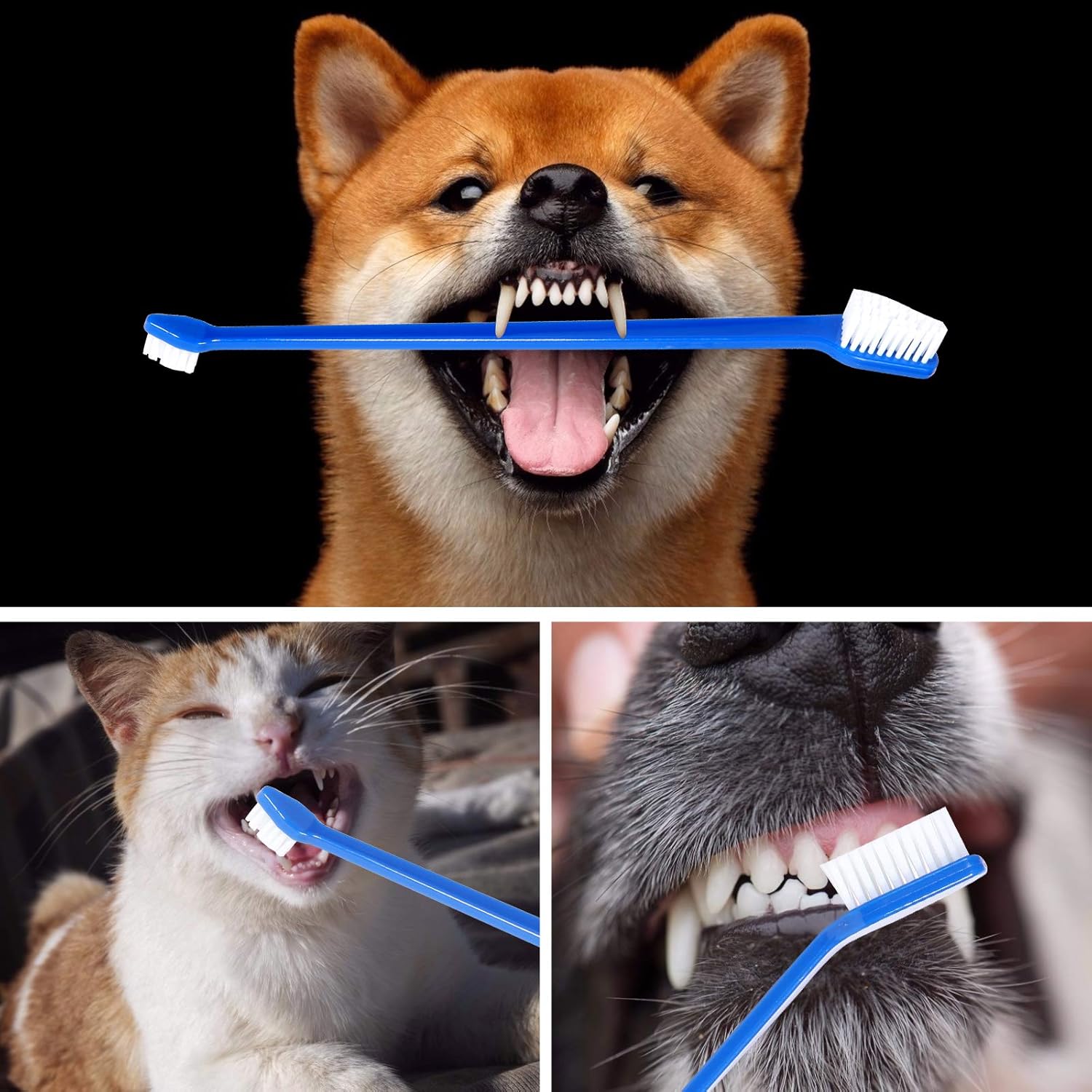 Petluno Dog Toothbrush Set of 8 - Dual Headed, Dental Hygiene Convenient Soft to Clean pet Teeth, Tooth Brushes for Small Large Dogs, Cats, and Most Pets, Teeth Brush in Bulk - Image 5