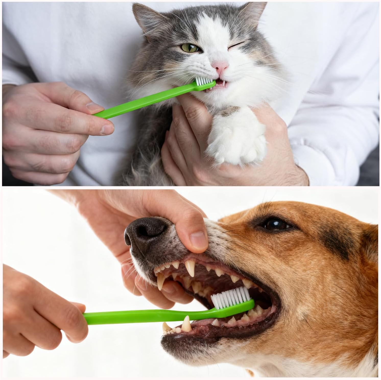 Petluno Dog Toothbrush Set of 8 - Dual Headed, Dental Hygiene Convenient Soft to Clean pet Teeth, Tooth Brushes for Small Large Dogs, Cats, and Most Pets, Teeth Brush in Bulk - Image 8