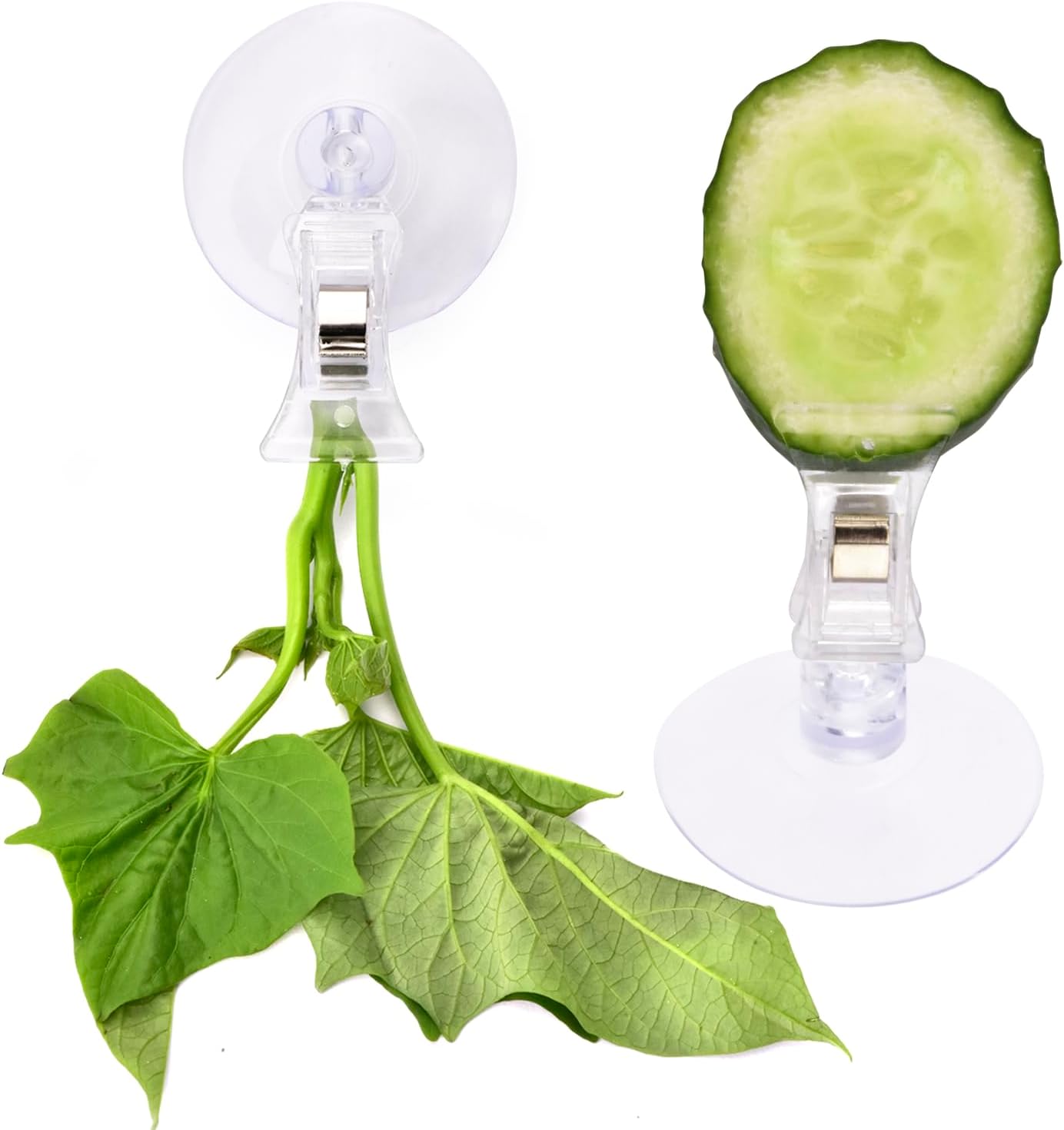 12Pcs Veggie Clips Aquarium Seaweed Clips Fish Food Holder Wide Mouth Clips Plants Suction Cups Algae Clips for Freshwater and Marine Fish Tank (Plastic) - Image 4