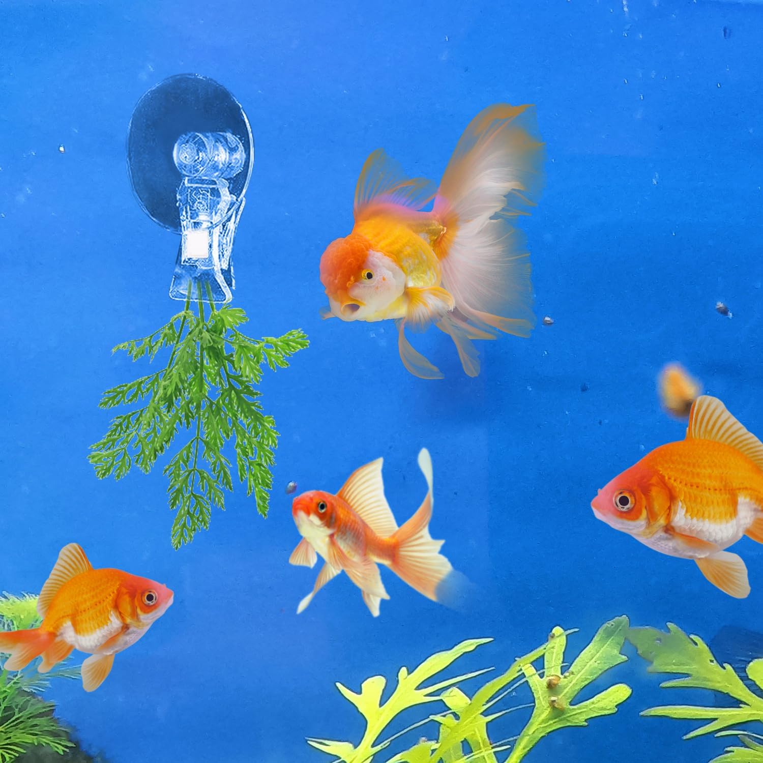 12Pcs Veggie Clips Aquarium Seaweed Clips Fish Food Holder Wide Mouth Clips Plants Suction Cups Algae Clips for Freshwater and Marine Fish Tank (Plastic) - Image 5