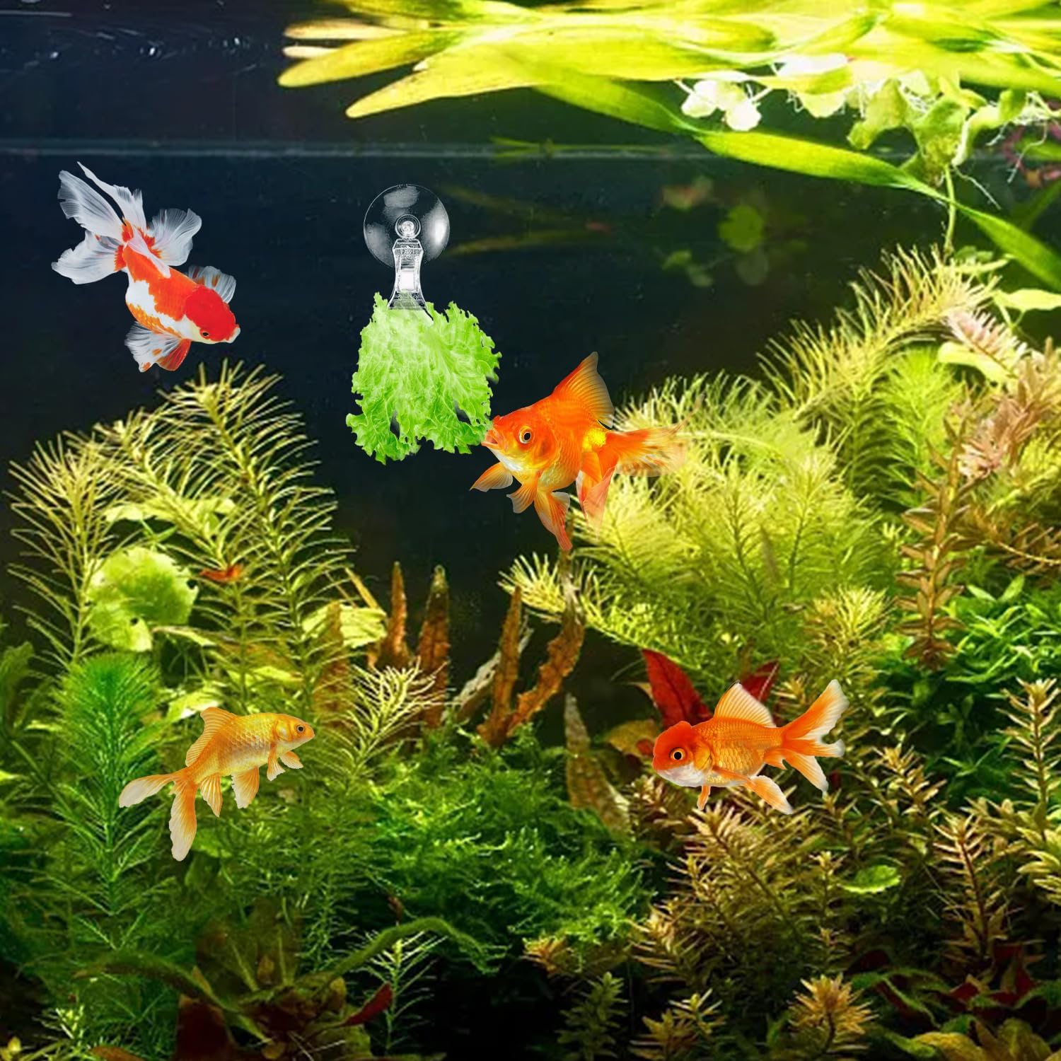12Pcs Veggie Clips Aquarium Seaweed Clips Fish Food Holder Wide Mouth Clips Plants Suction Cups Algae Clips for Freshwater and Marine Fish Tank (Plastic) - Image 6