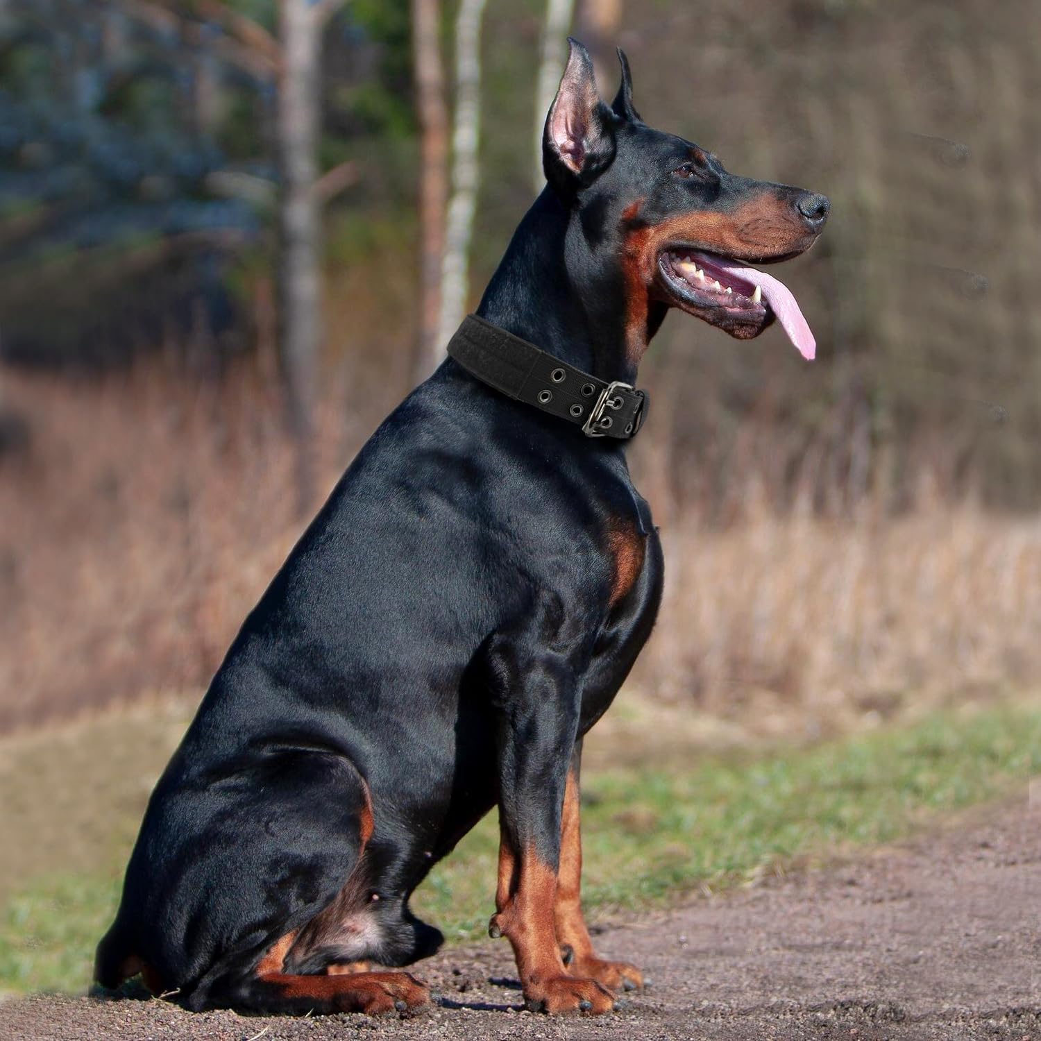 Heavy Duty Dog Collar for Large Dogs, Tactical Dog Collars with Metal Buckle & D Ring, 1.5