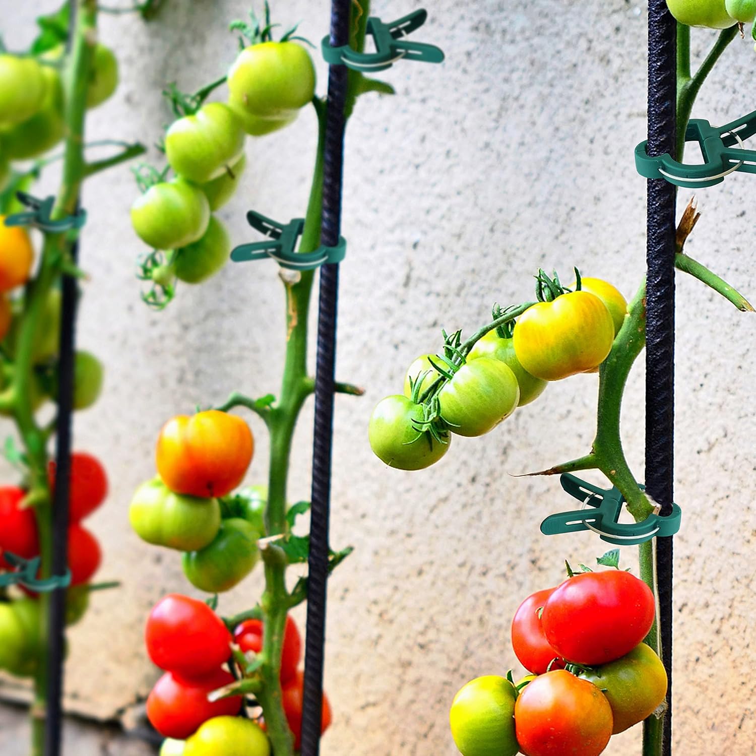 48 Pcs Garden Plant Clips, Plant Support Clips for Securing Stems, Flowers or Climbing Vines to Tomato Cages, Trellis - Image 6