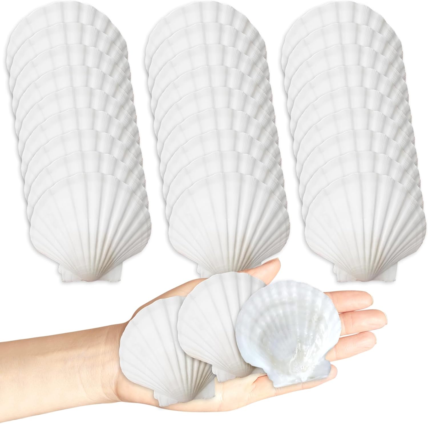 30Pcs Seashells for Crafts,Scallop Shells for Beach Decoration,2-3In Seashells for DIY Craft Painting，White Sea Shells for Beaching Wedding,Party,Home Decoration - Image 1