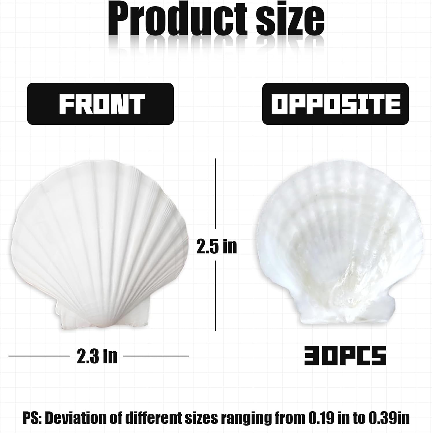30Pcs Seashells for Crafts,Scallop Shells for Beach Decoration,2-3In Seashells for DIY Craft Painting，White Sea Shells for Beaching Wedding,Party,Home Decoration - Image 2