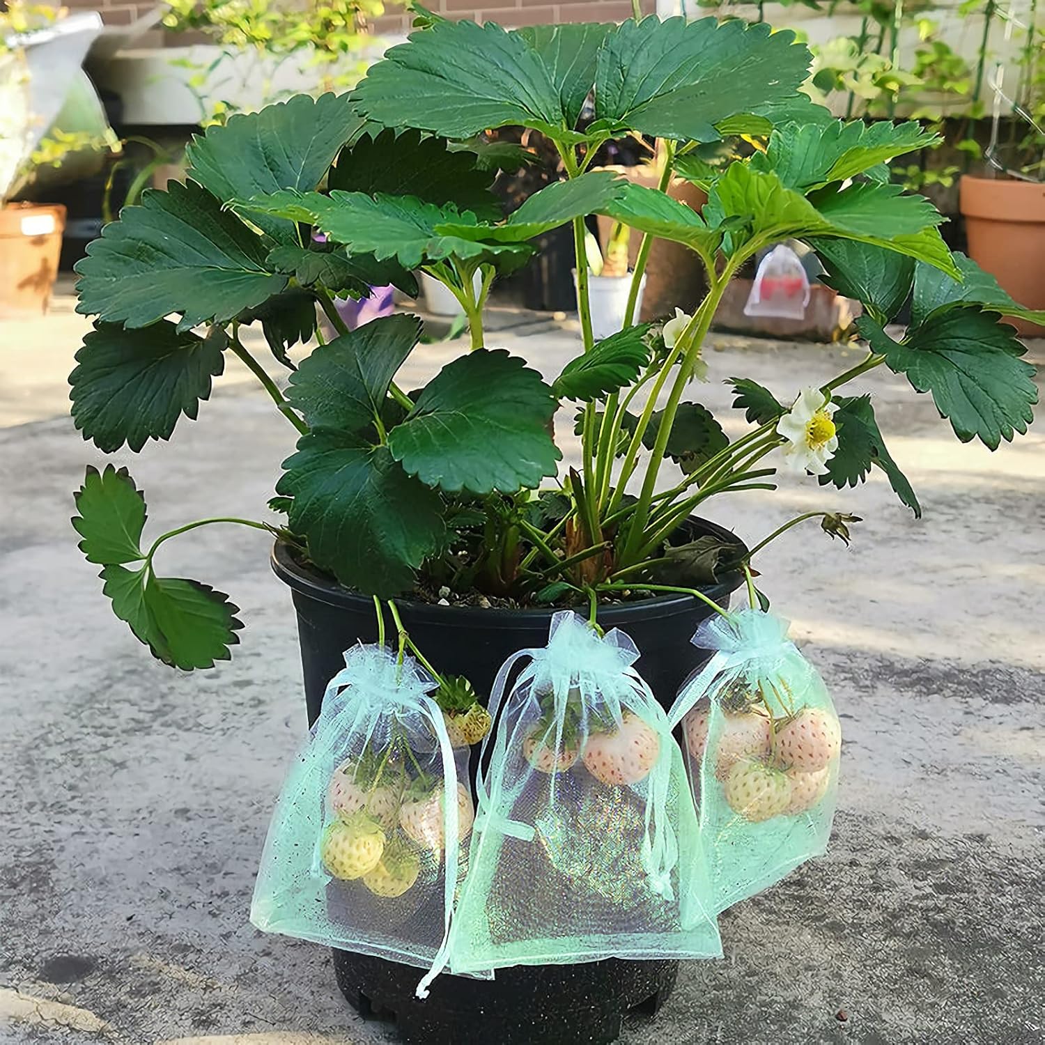 50 Pcs Fruit Protection Bags,8''×12''Fruit Netting Bags for Fruit Trees Fruit Cover Mesh Bag with Drawstring Netting Barrier Bags for Plant Fruit Flower - Image 6