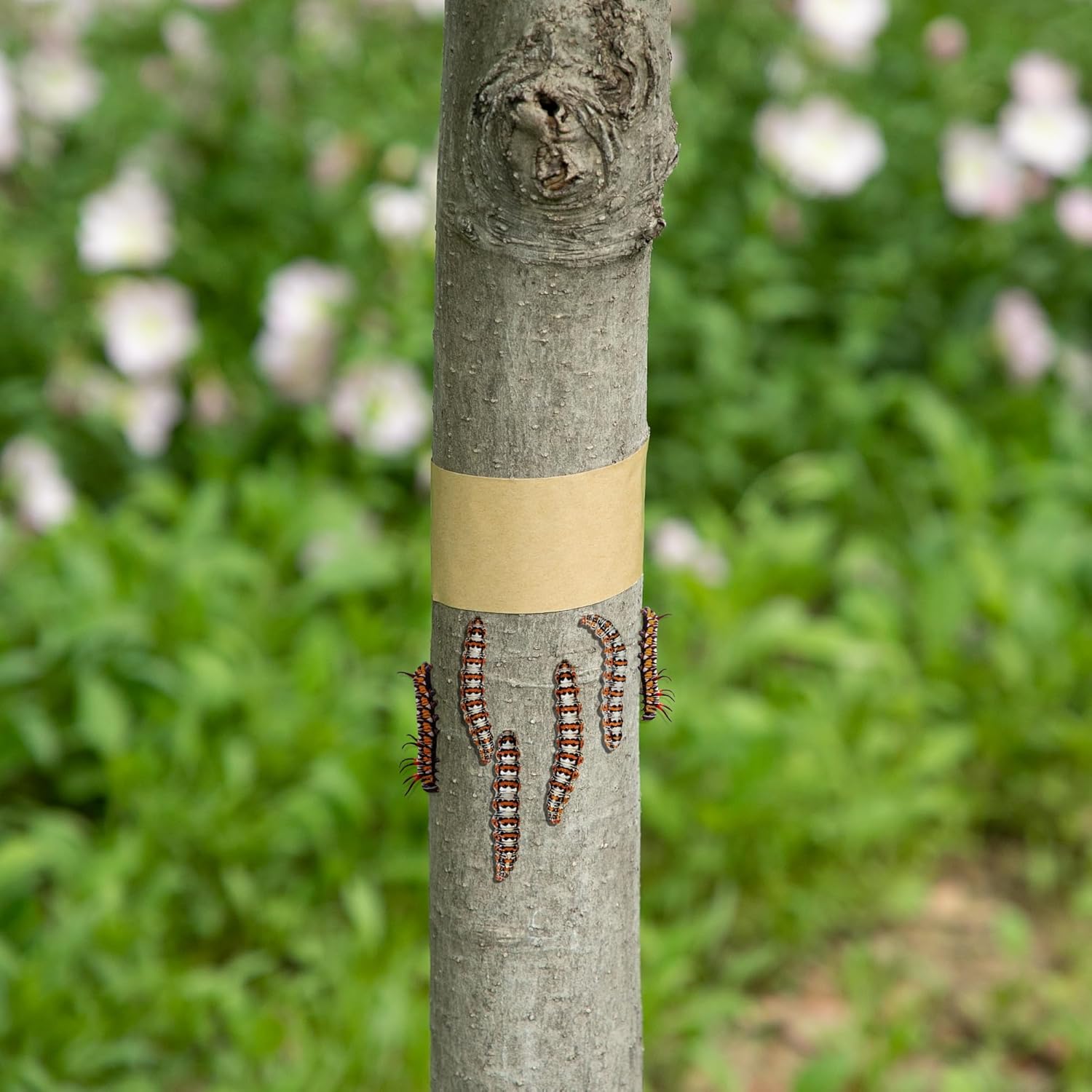 165 Ft x 2 Inch Tree Insect Barrier Tape, Cicada Tree Wrap Protection Tape, Adhesive Crawling Insect Tree Tape for Protecting Fruit Trees Plants Outdoor Lawn Garden - Image 6