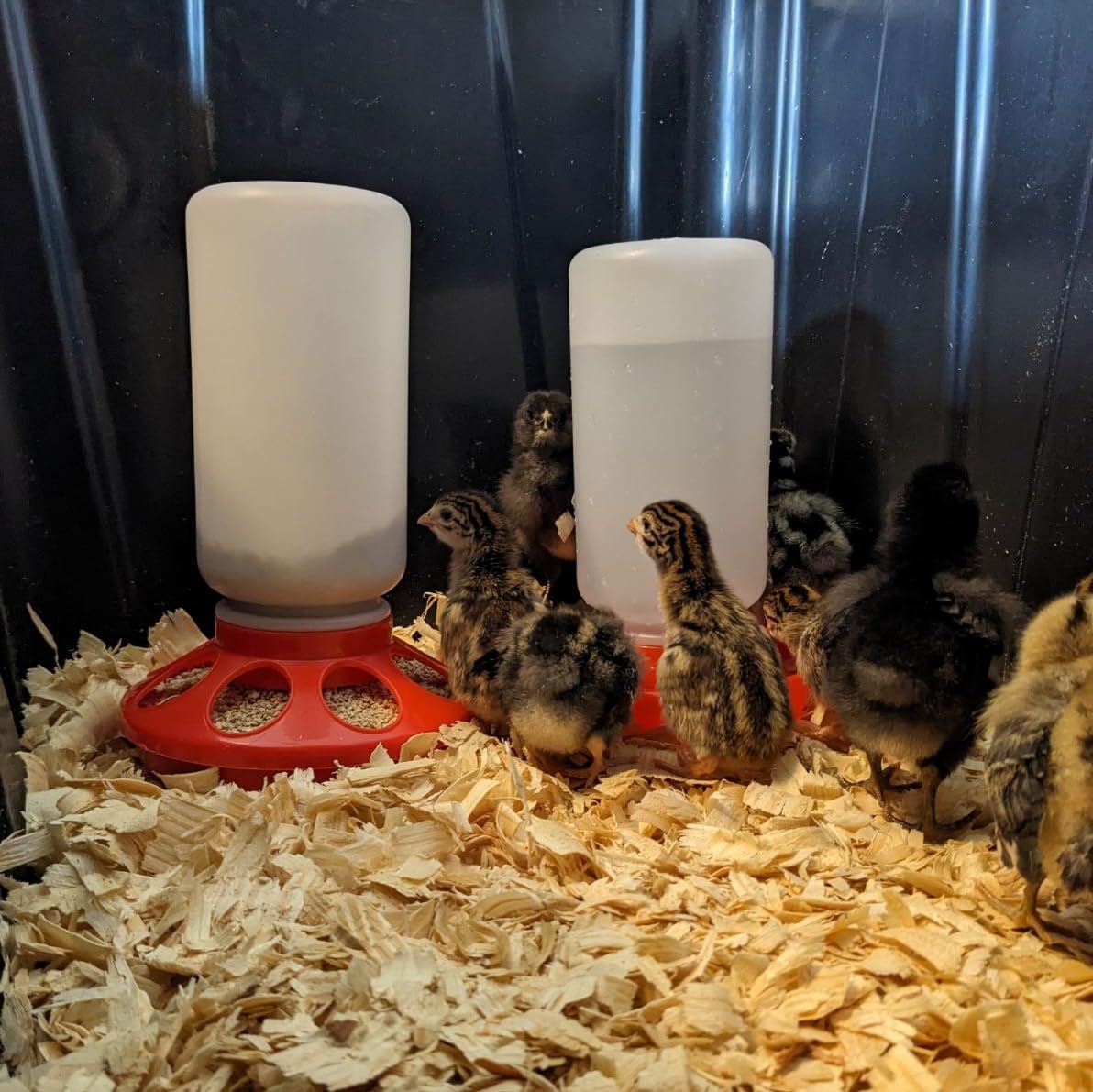 1L Durable Poultry Water Container for Chickens Ducks Turkeys Quail - Reusable Drinker Feeder - Image 5