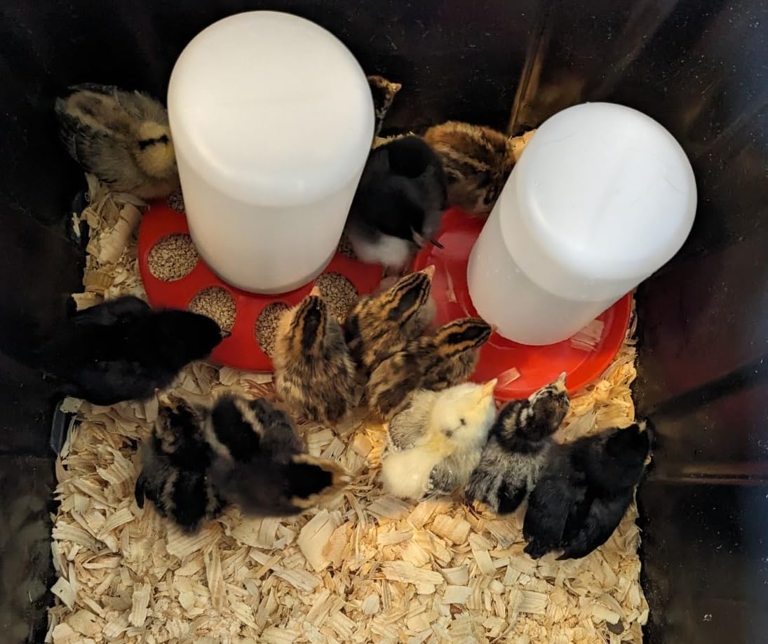 1L Durable Poultry Water Container for Chickens Ducks Turkeys Quail - Reusable Drinker Feeder - Image 6