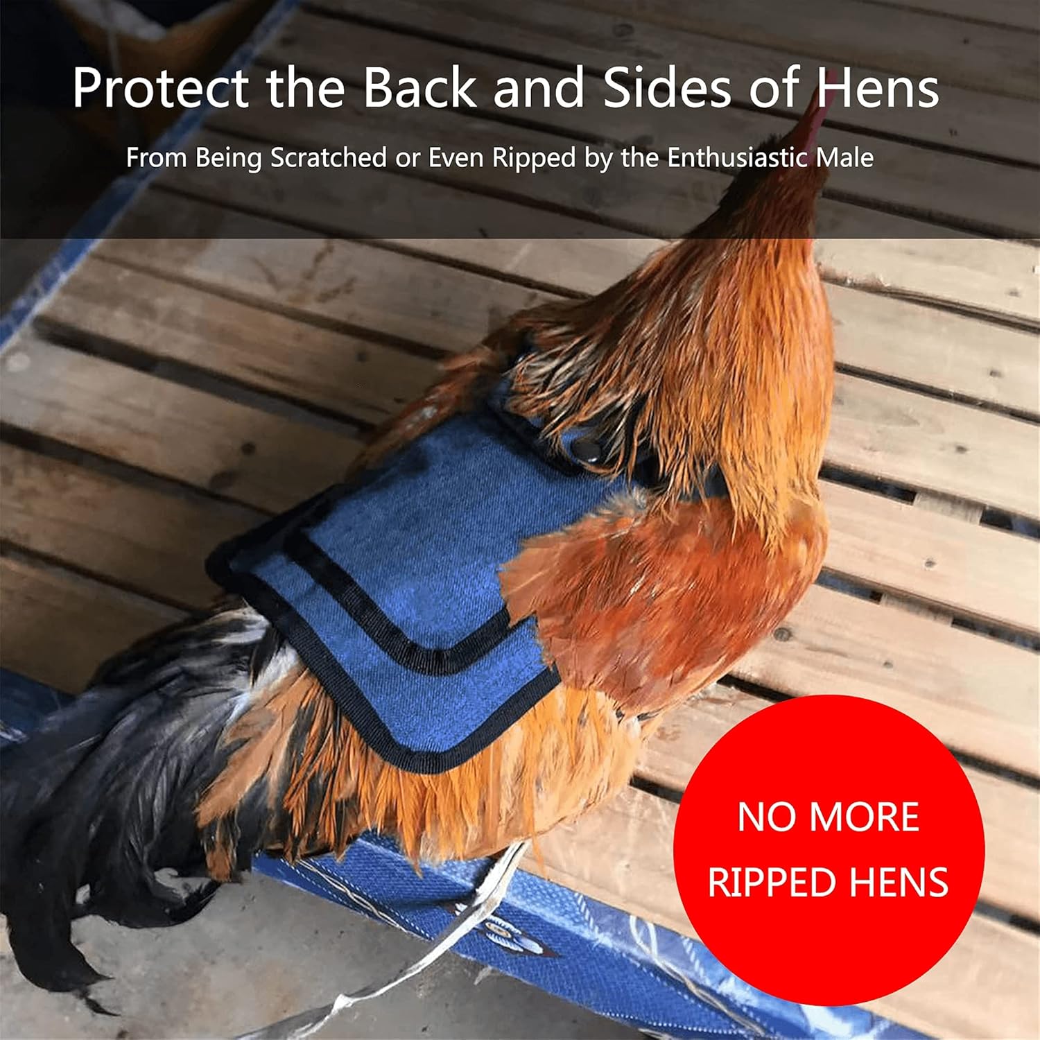 3 Piece Chicken Saddle Set Red/Blue/Purple Elastic Strap Back and Side Protection Poultry Accessories - Image 3