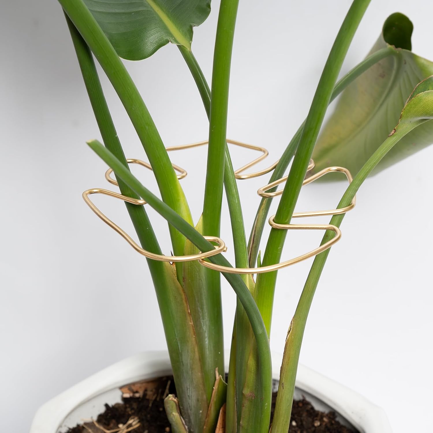 Gold Indoor Plant Stand for Climbing Plants - Plant Support Holder - Image 1