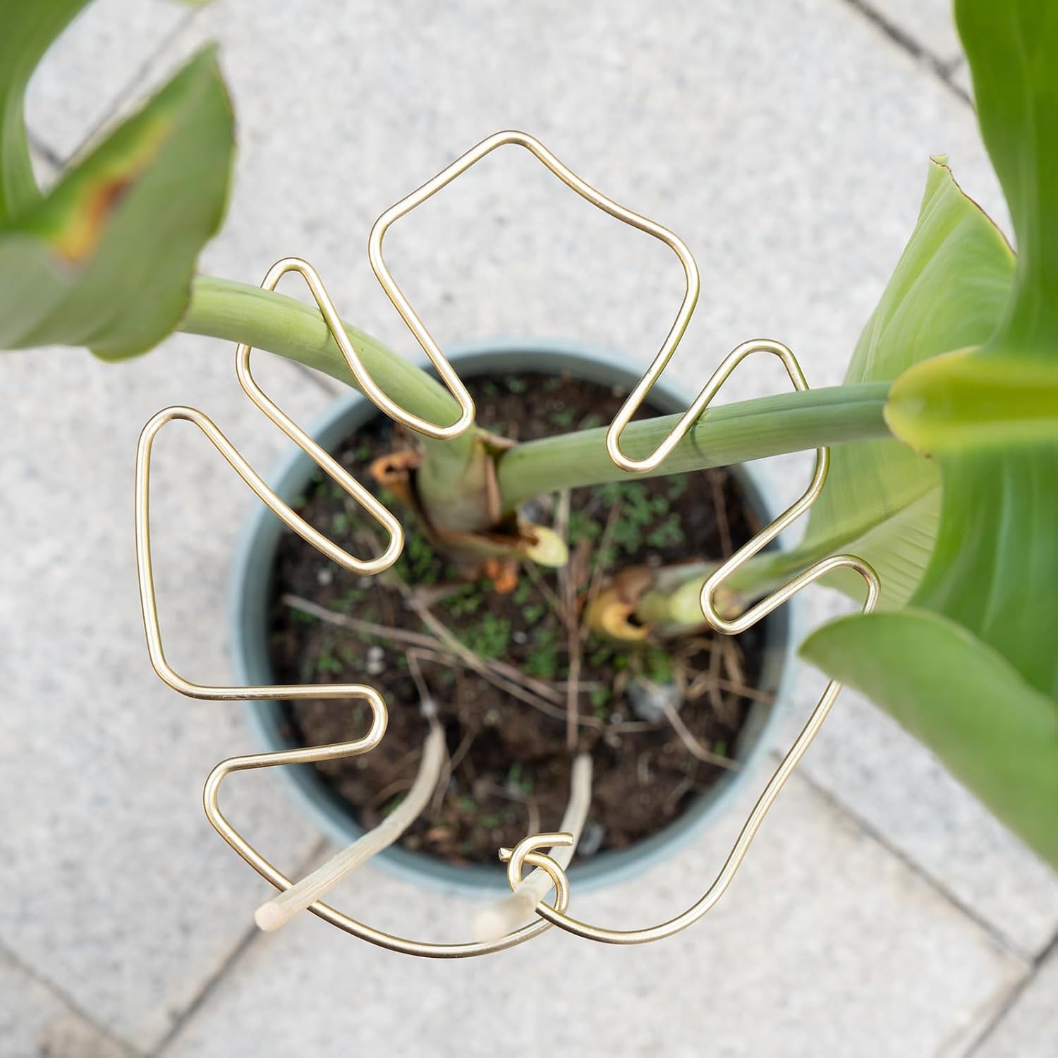 Gold Indoor Plant Stand for Climbing Plants - Plant Support Holder - Image 5