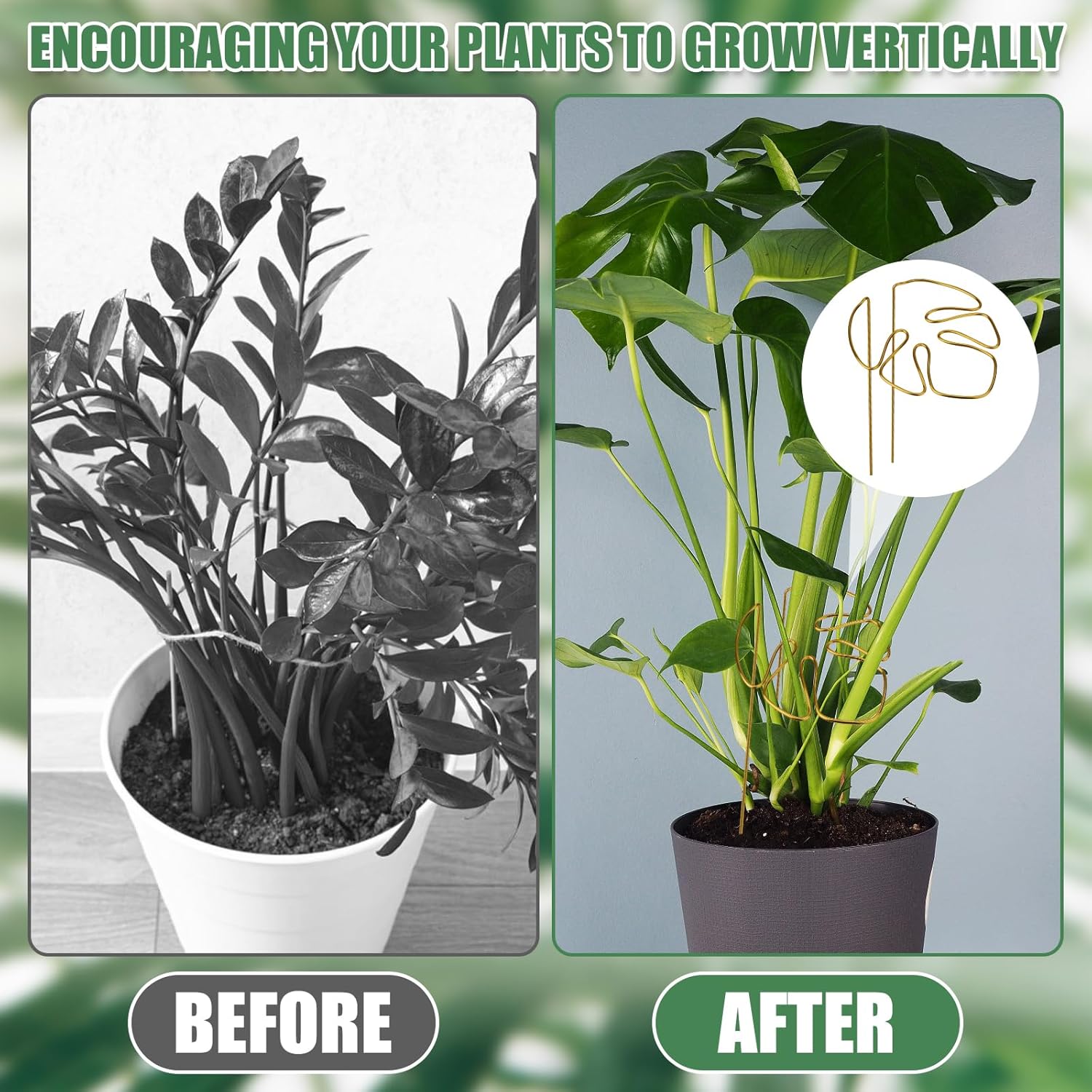 2 Pack Gold Plant Supports Indoor Outdoor Plant Stakes Clips Plant Stand for Plant Support - Image 4