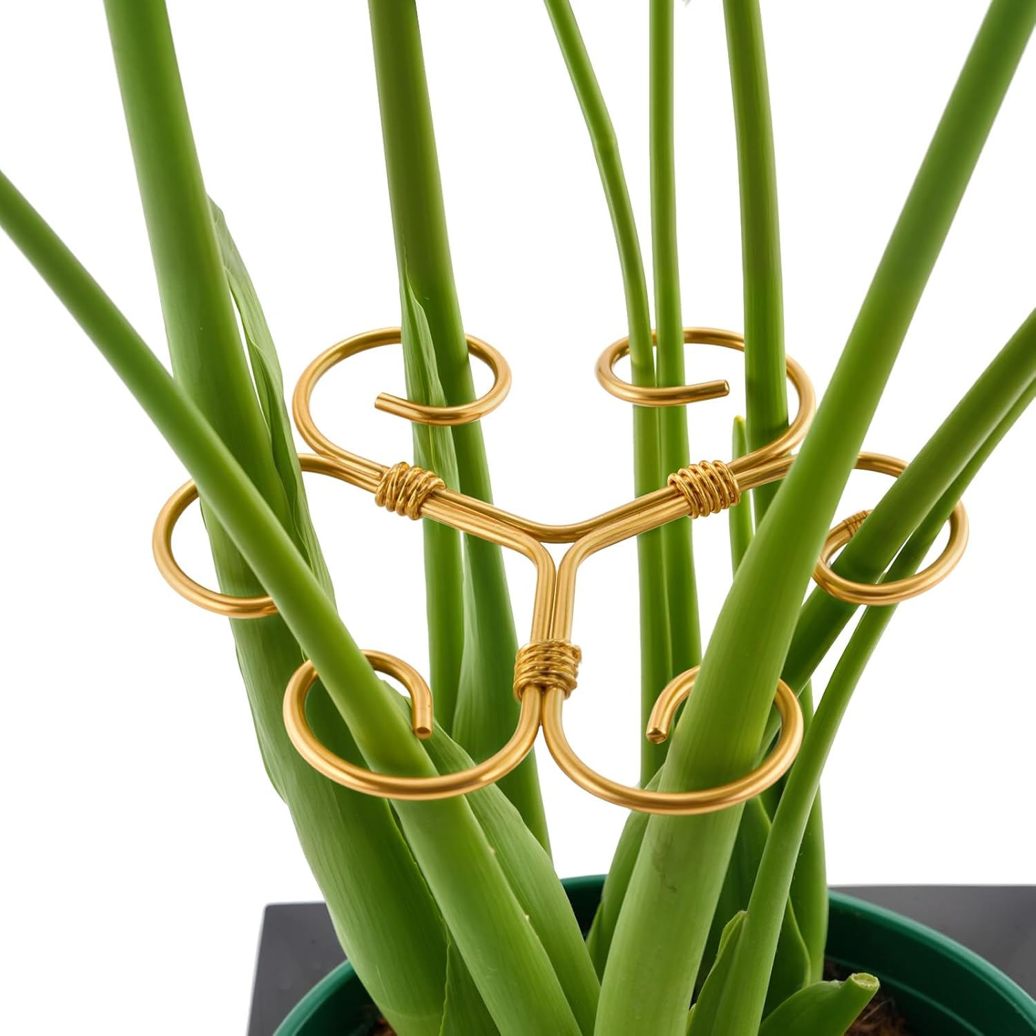 10.5cm x 10.5cm Gold Plant Stem Supports 4 Pack - Indoor Plant Stakes for Tall Plants, Monstera - Plant Anchoring Hooks for Indoor Gardens - Image 1
