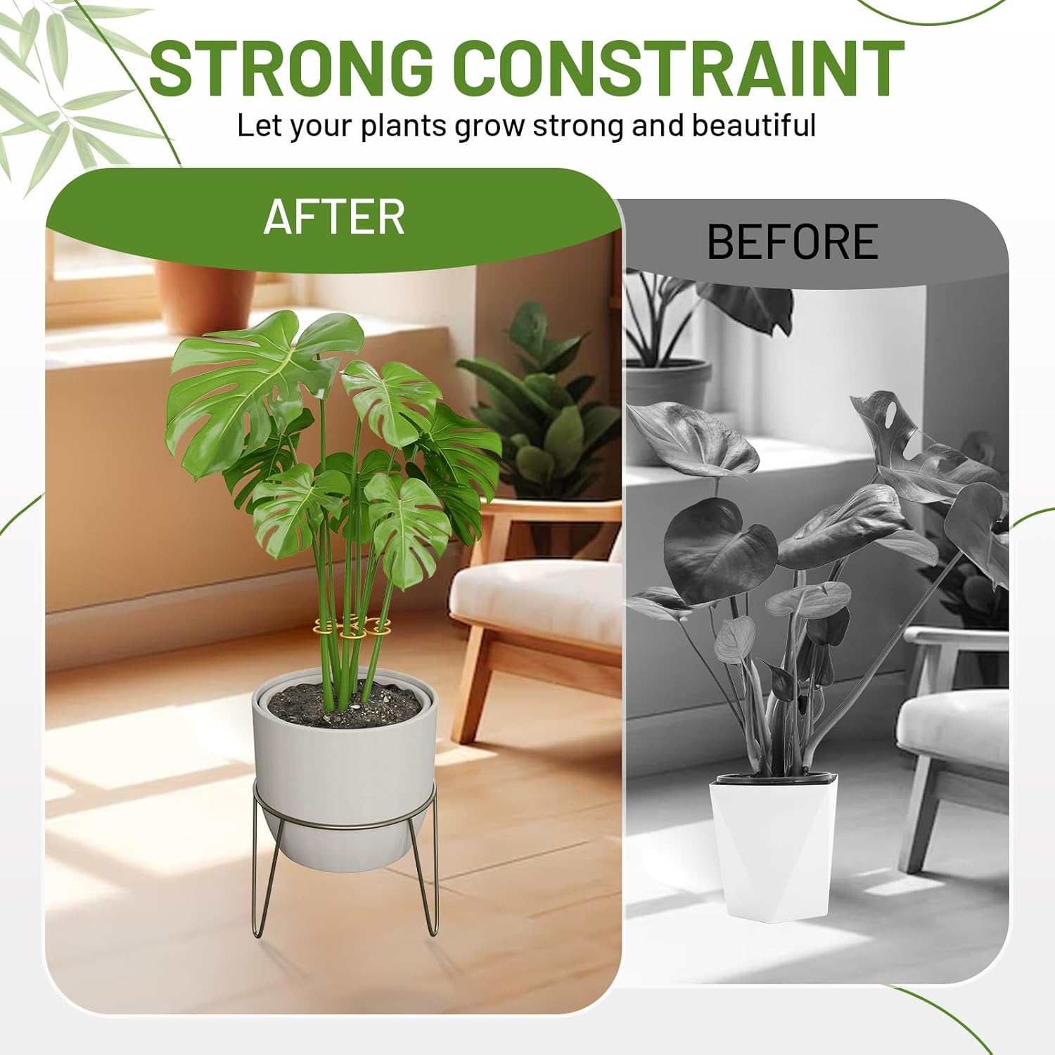 10.5cm x 10.5cm Gold Plant Stem Supports 4 Pack - Indoor Plant Stakes for Tall Plants, Monstera - Plant Anchoring Hooks for Indoor Gardens - Image 3