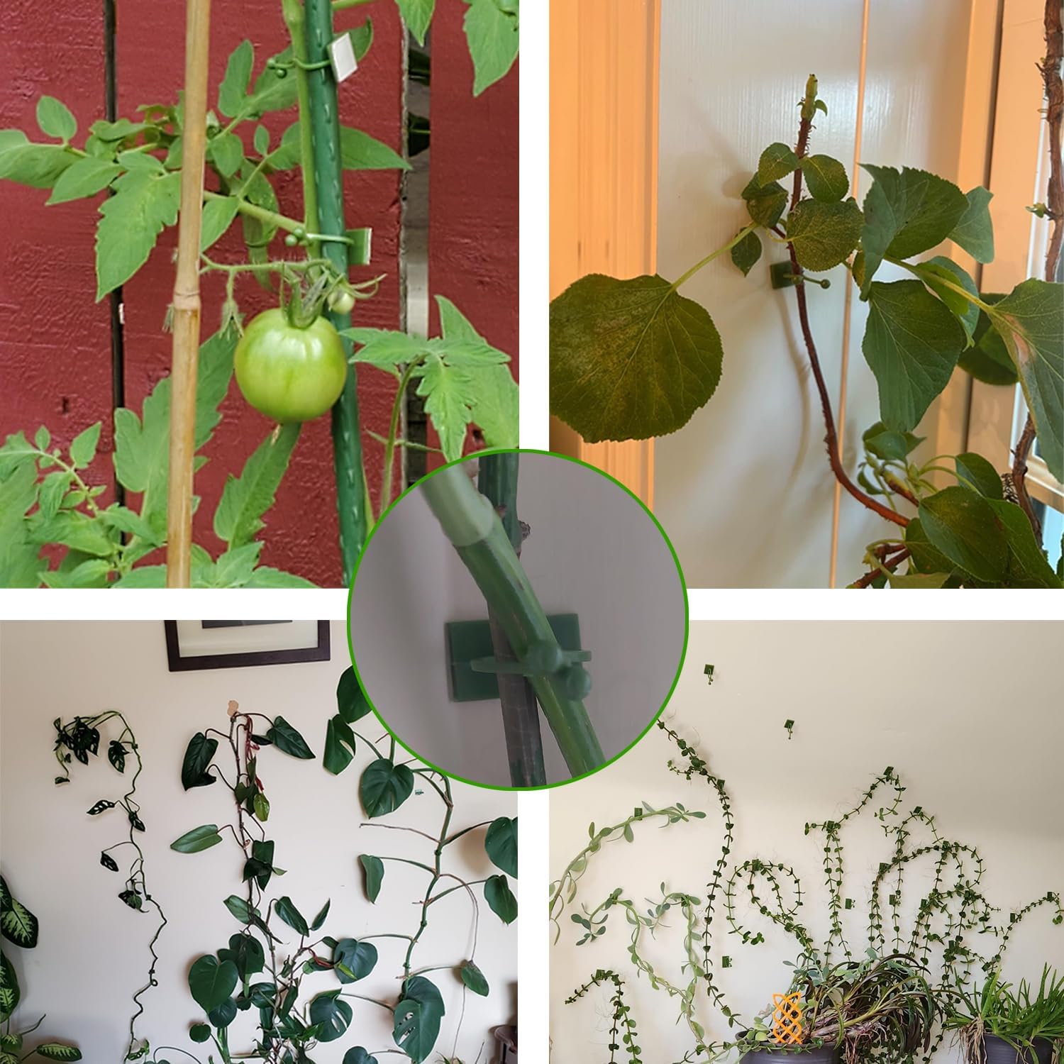 Green Plant Stem Supports for Indoor Use - Tall Plant Stakes for Monstera - Plant Anchoring Clips - 120 Pieces - Image 6