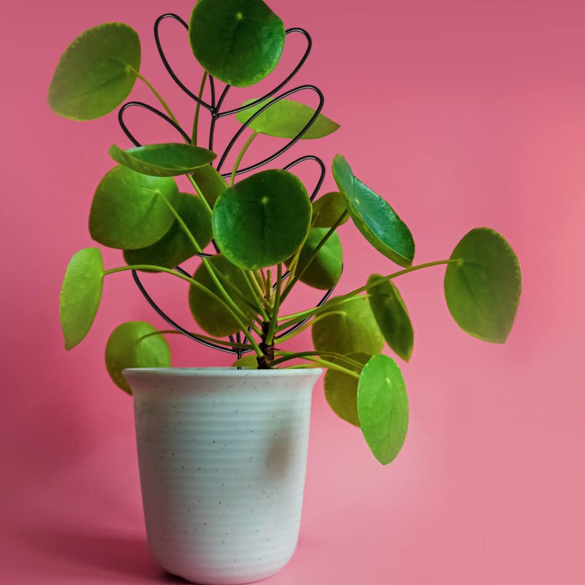Plant Support Metal Leaf Shaped Plant Climbing Trellis 32x13 cm 2 Pack for Potted Plants - Image 6