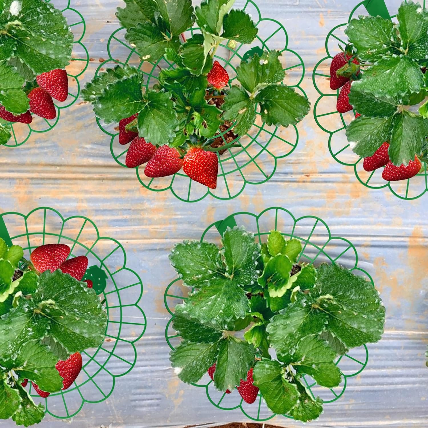 15Pack Strawberry Supports - Strawberry Plant Support Stand Strawberry Growing Racks Protector Strawberry Growing Frame Holder Cage (15, B) - Image 5