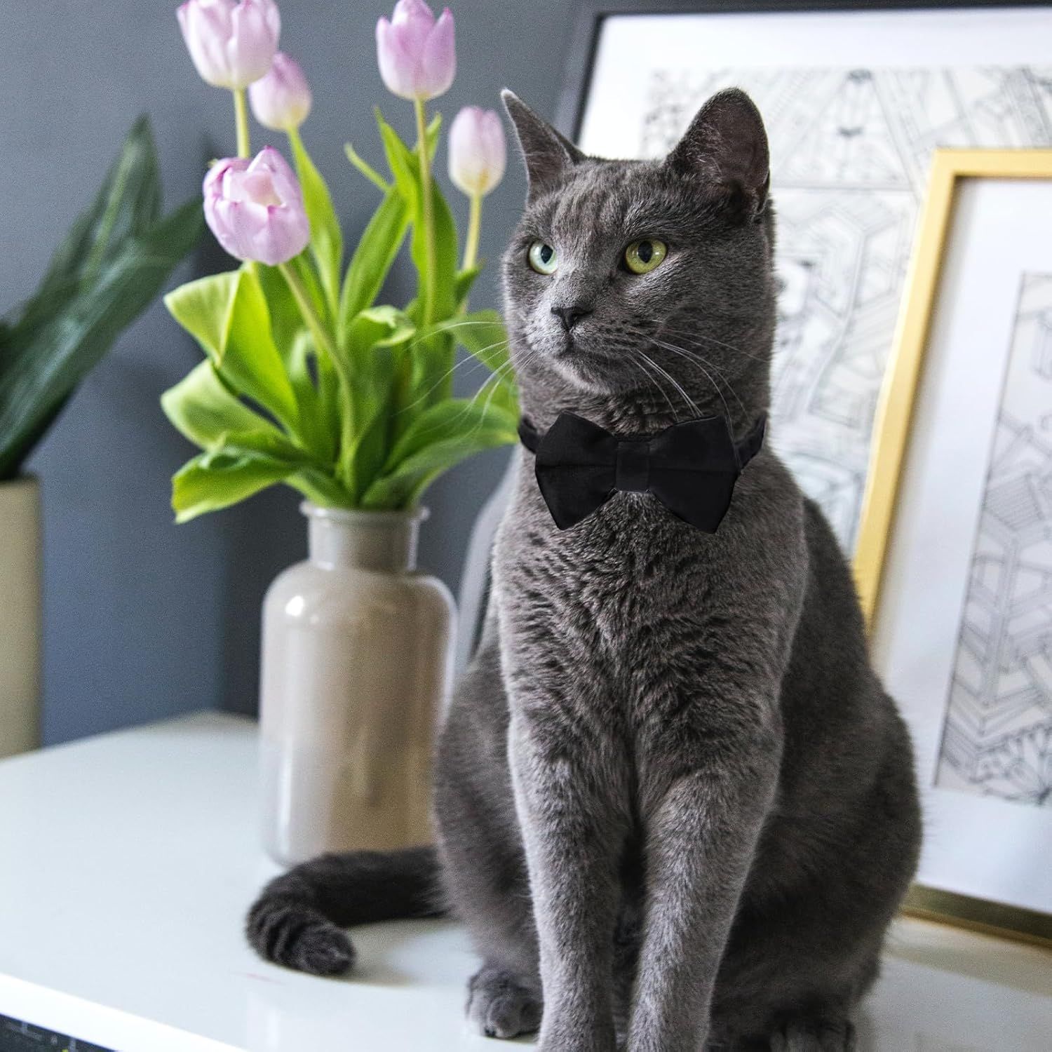2 Pcs Velvet Cat Collar Cute Cat Bow Tie Collar for Boy Cats Breakaway Kitten Collars with Bell Adjustable Puppy Bow Tie Collar Personalized Collars for Small Pets - Image 2