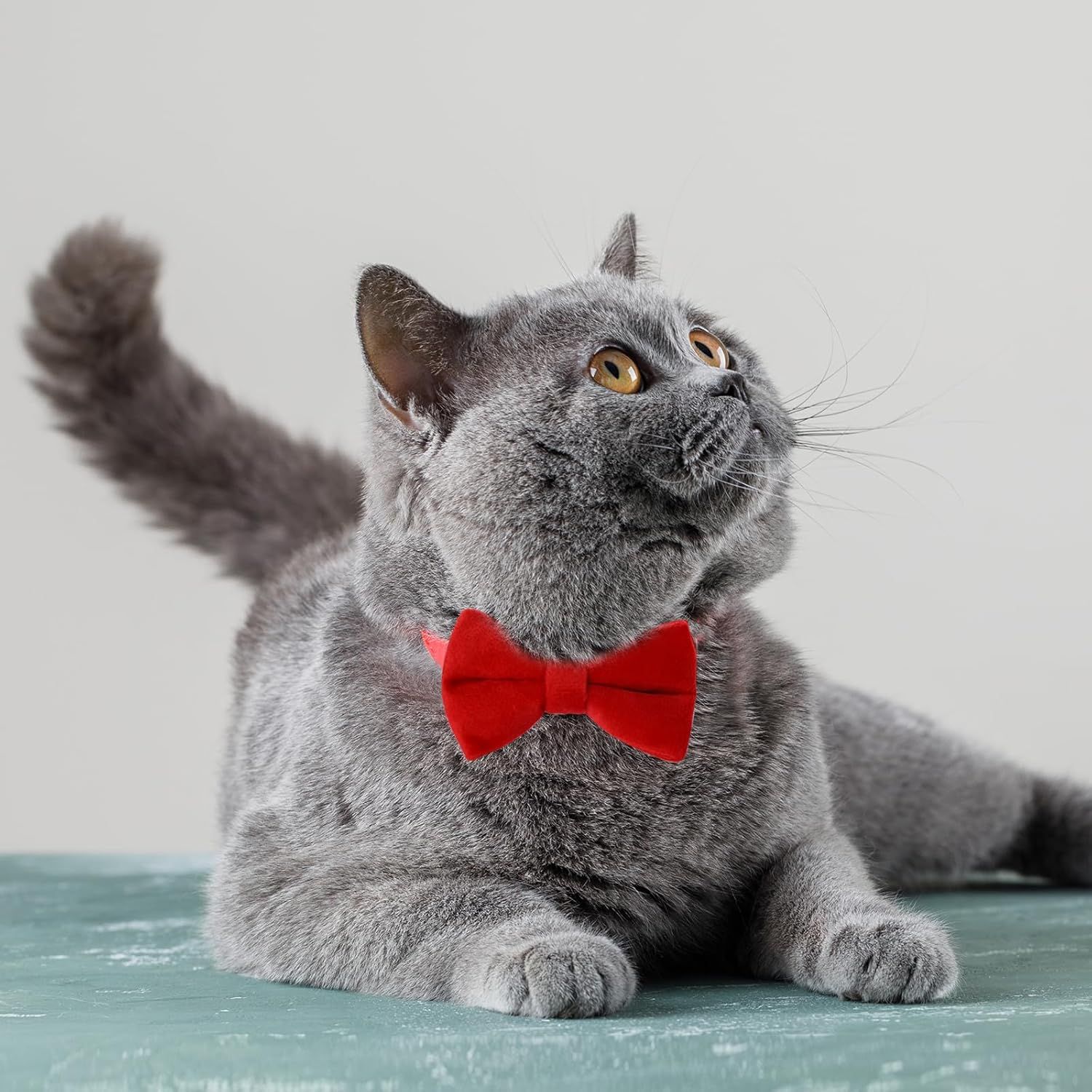 2 Pcs Velvet Cat Collar Cute Cat Bow Tie Collar for Boy Cats Breakaway Kitten Collars with Bell Adjustable Puppy Bow Tie Collar Personalized Collars for Small Pets - Image 6