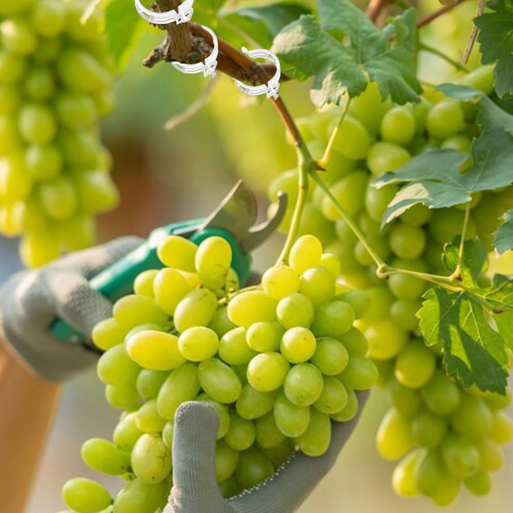 Secured Plastic Plant Clip, 2024 New Plant Support Clips for Climbing Plants, Portable Garden Plant Support Clips Plastic Tomato Grape Vine Vegetables Plant Clips (100, White) - Image 7